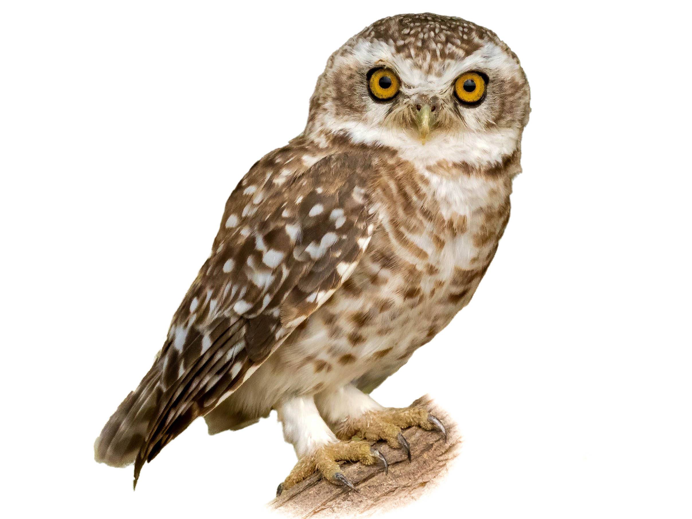 A photo of a Spotted Owlet (Athene brama)