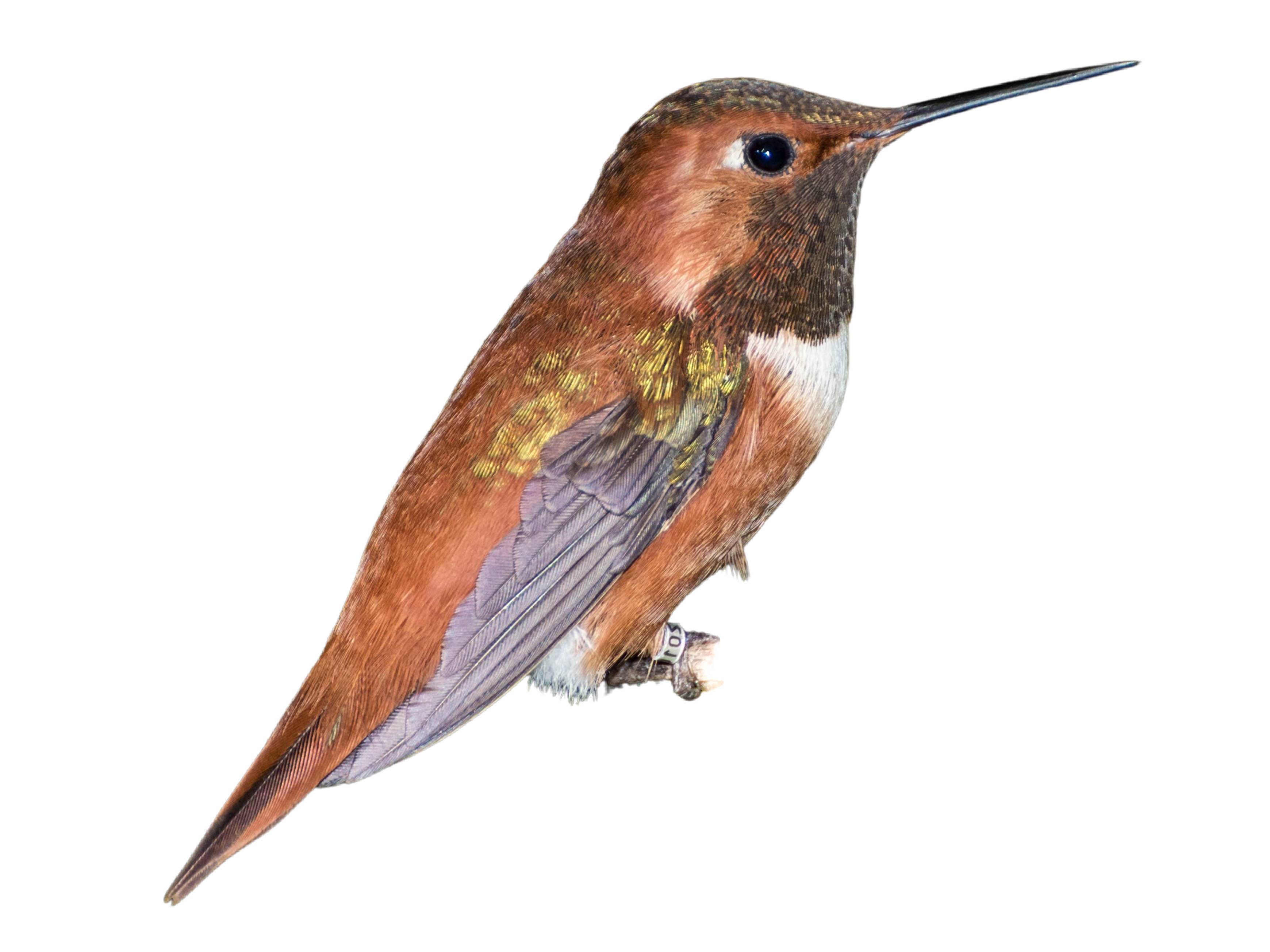 A photo of a Rufous Hummingbird (Selasphorus rufus), male