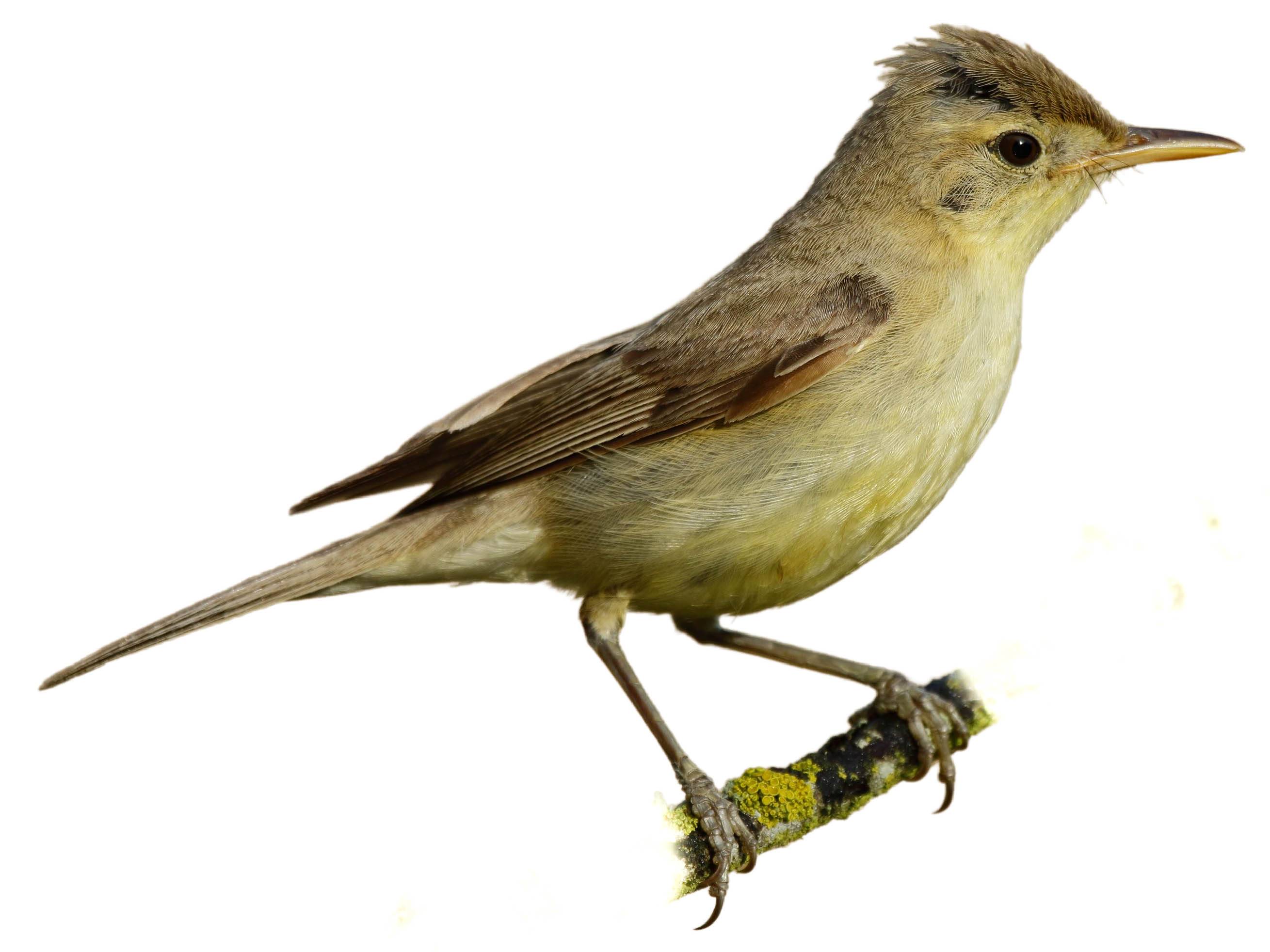 A photo of a Melodious Warbler (Hippolais polyglotta)