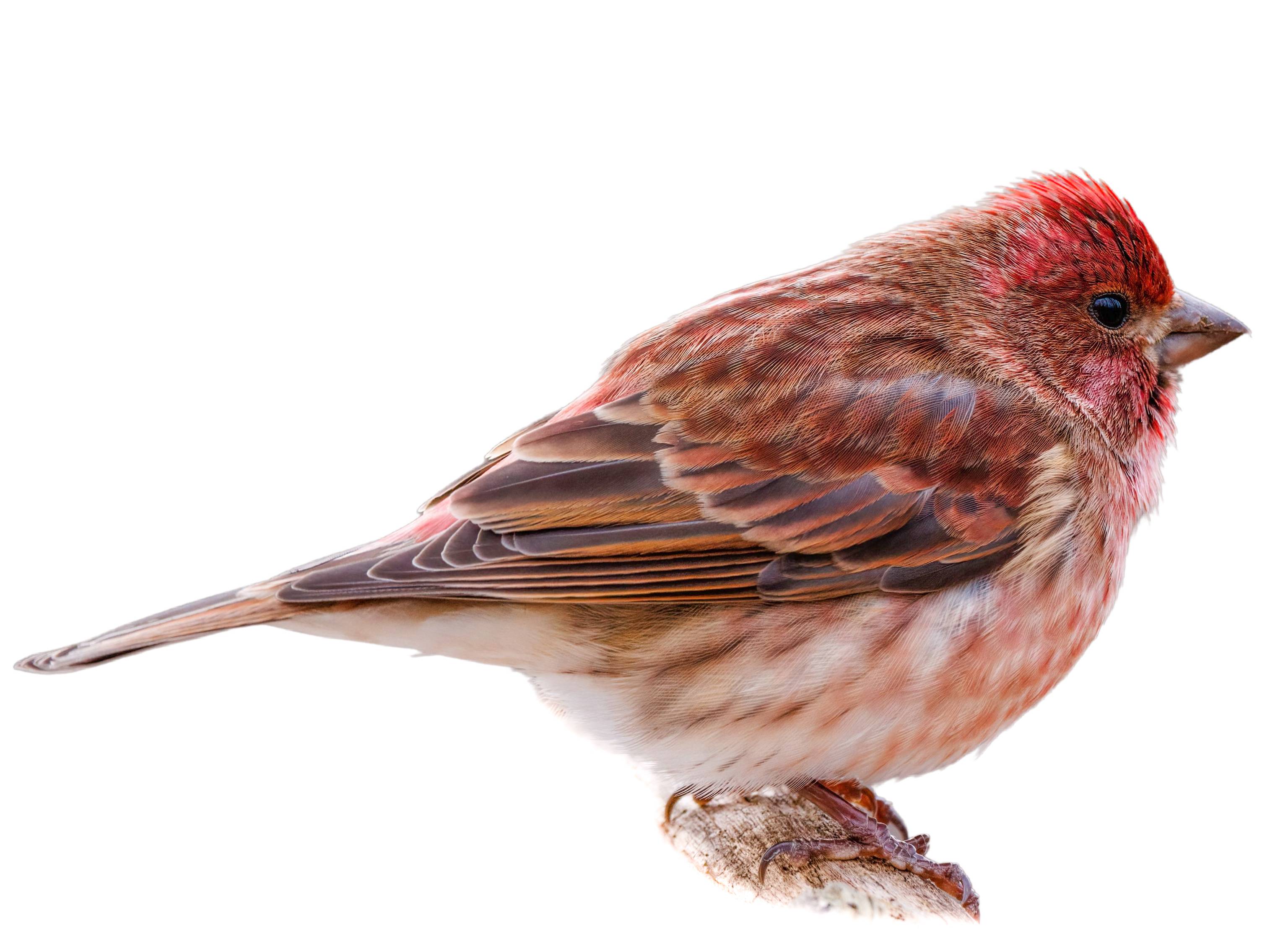 A photo of a Purple Finch (Haemorhous purpureus), male