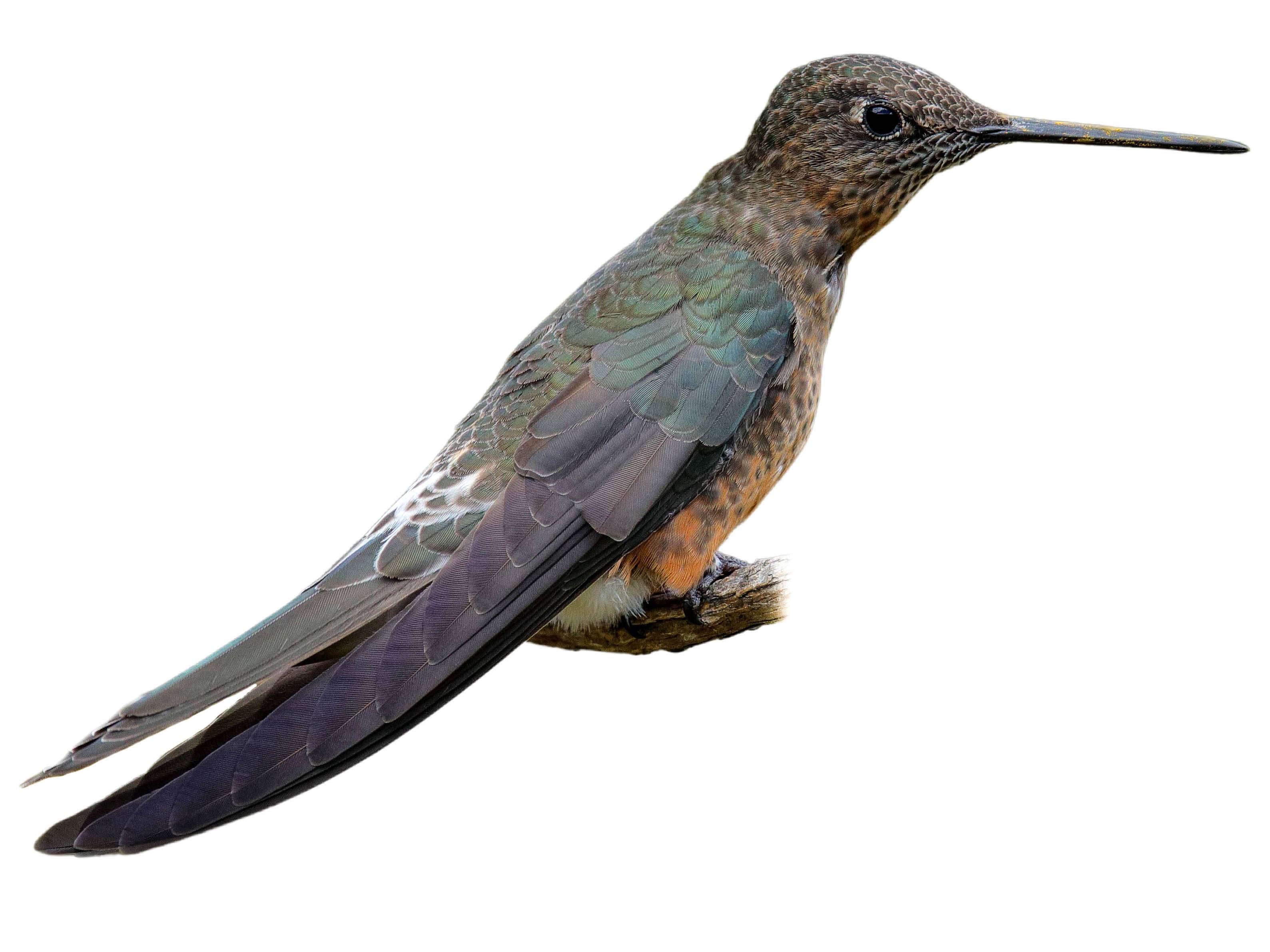 A photo of a Giant Hummingbird (Patagona gigas)