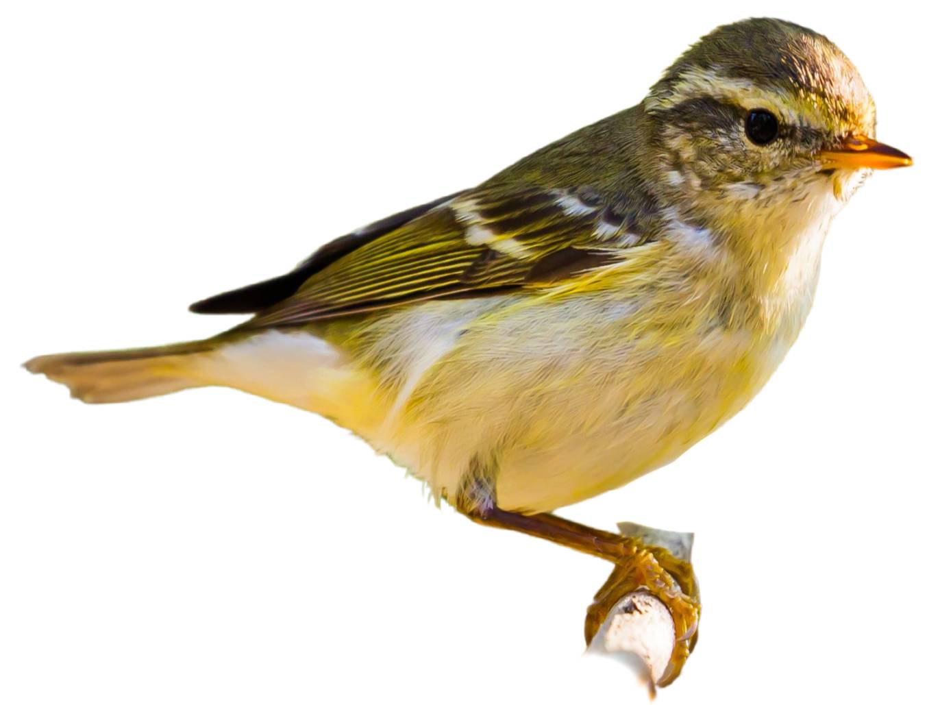 A photo of a Yellow-browed Warbler (Phylloscopus inornatus)