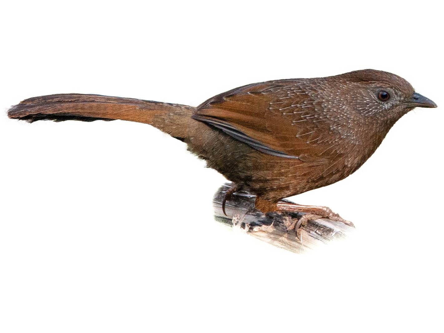 A photo of a Bhutan Laughingthrush (Trochalopteron imbricatum)