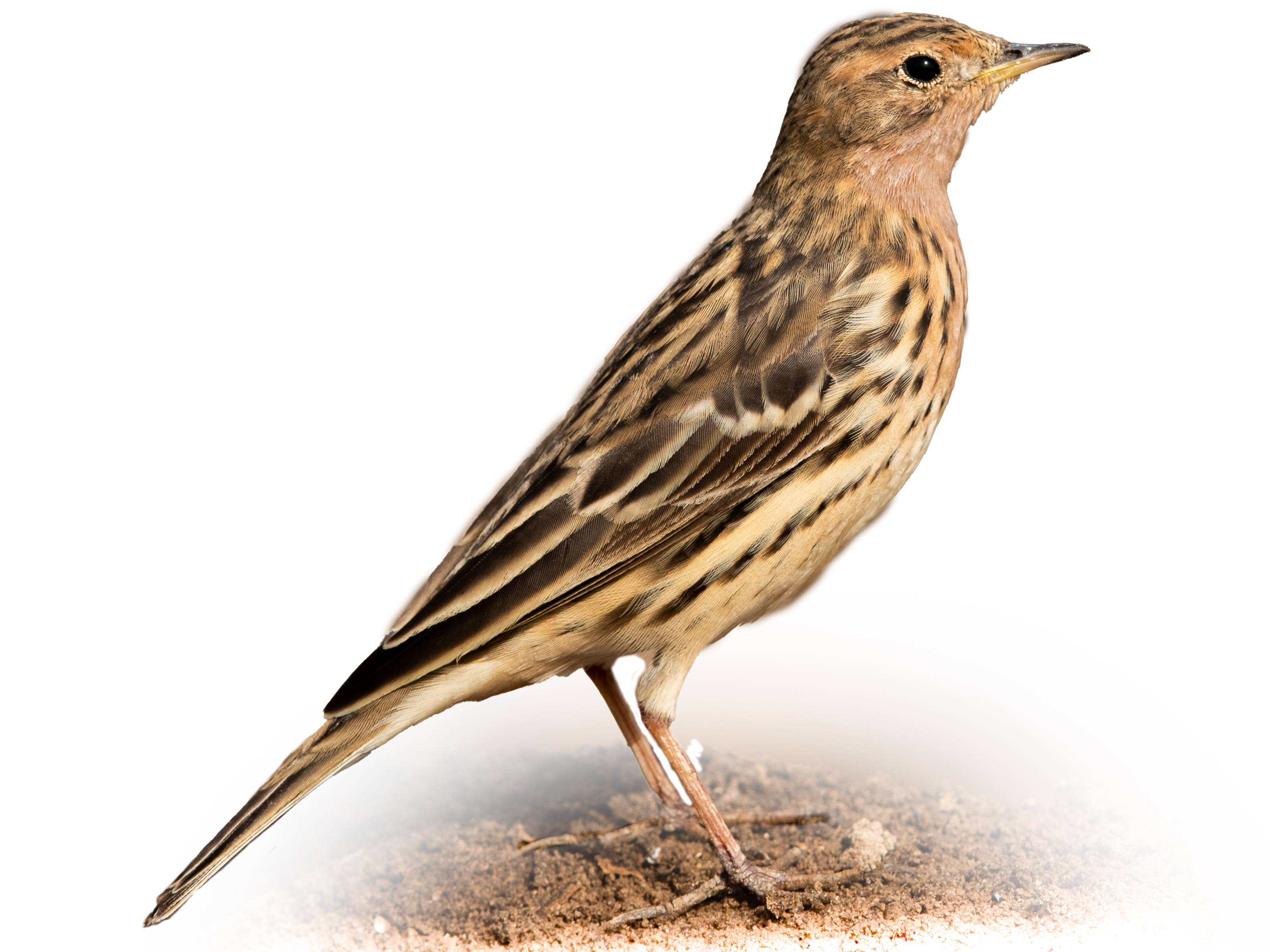 A photo of a Red-throated Pipit (Anthus cervinus)