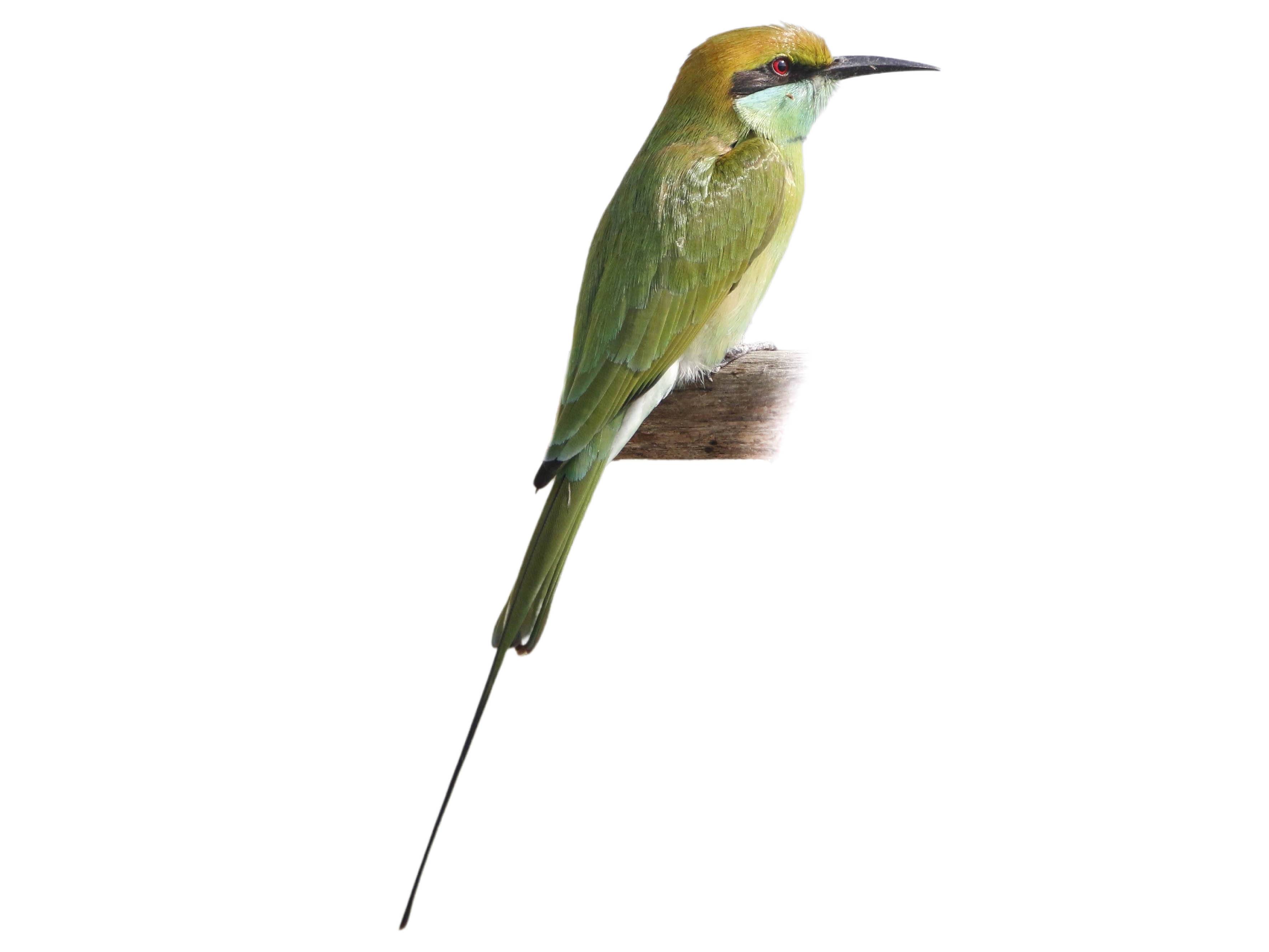 A photo of a Asian Green Bee-eater (Merops orientalis)