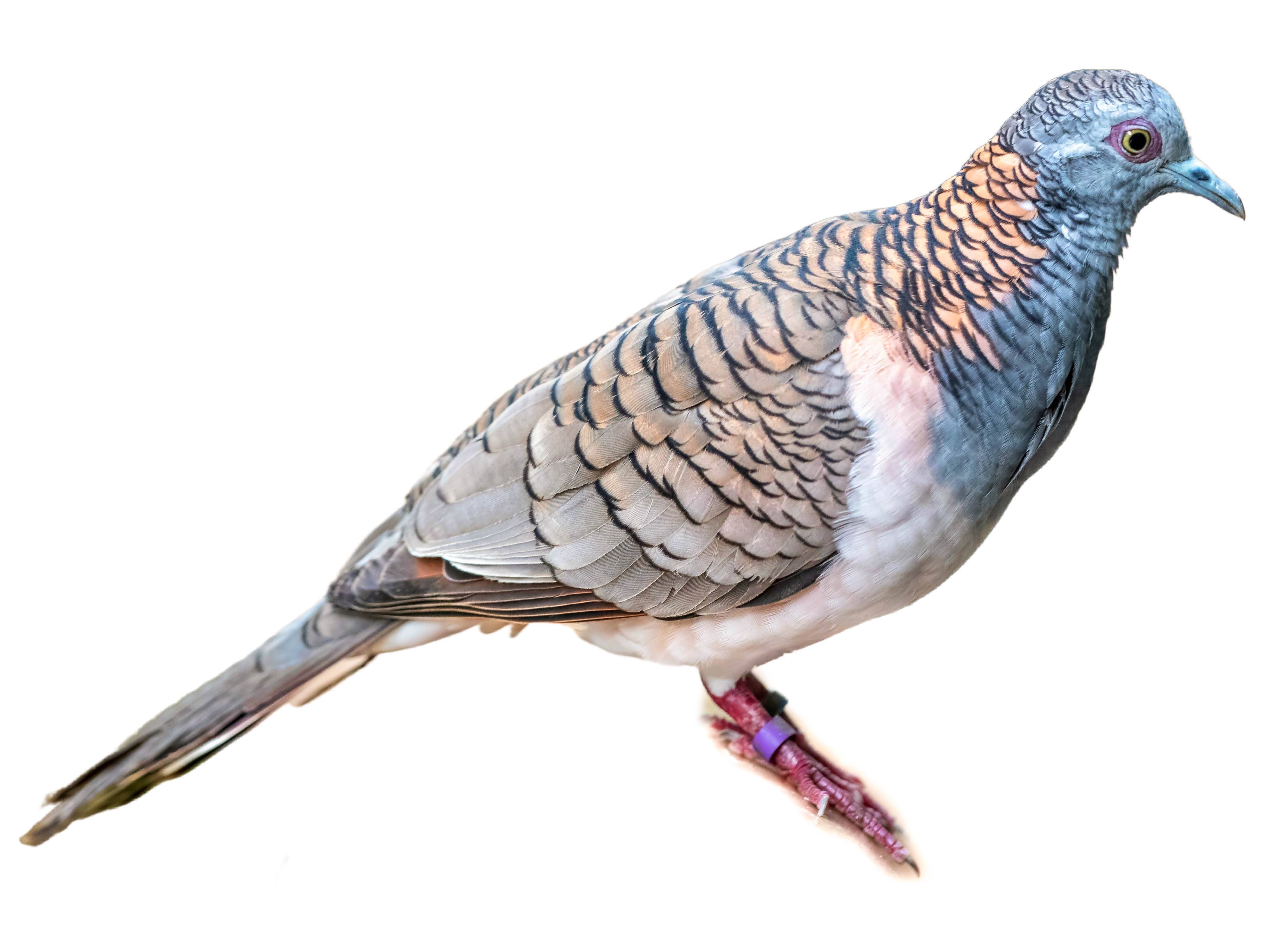 A photo of a Bar-shouldered Dove (Geopelia humeralis)