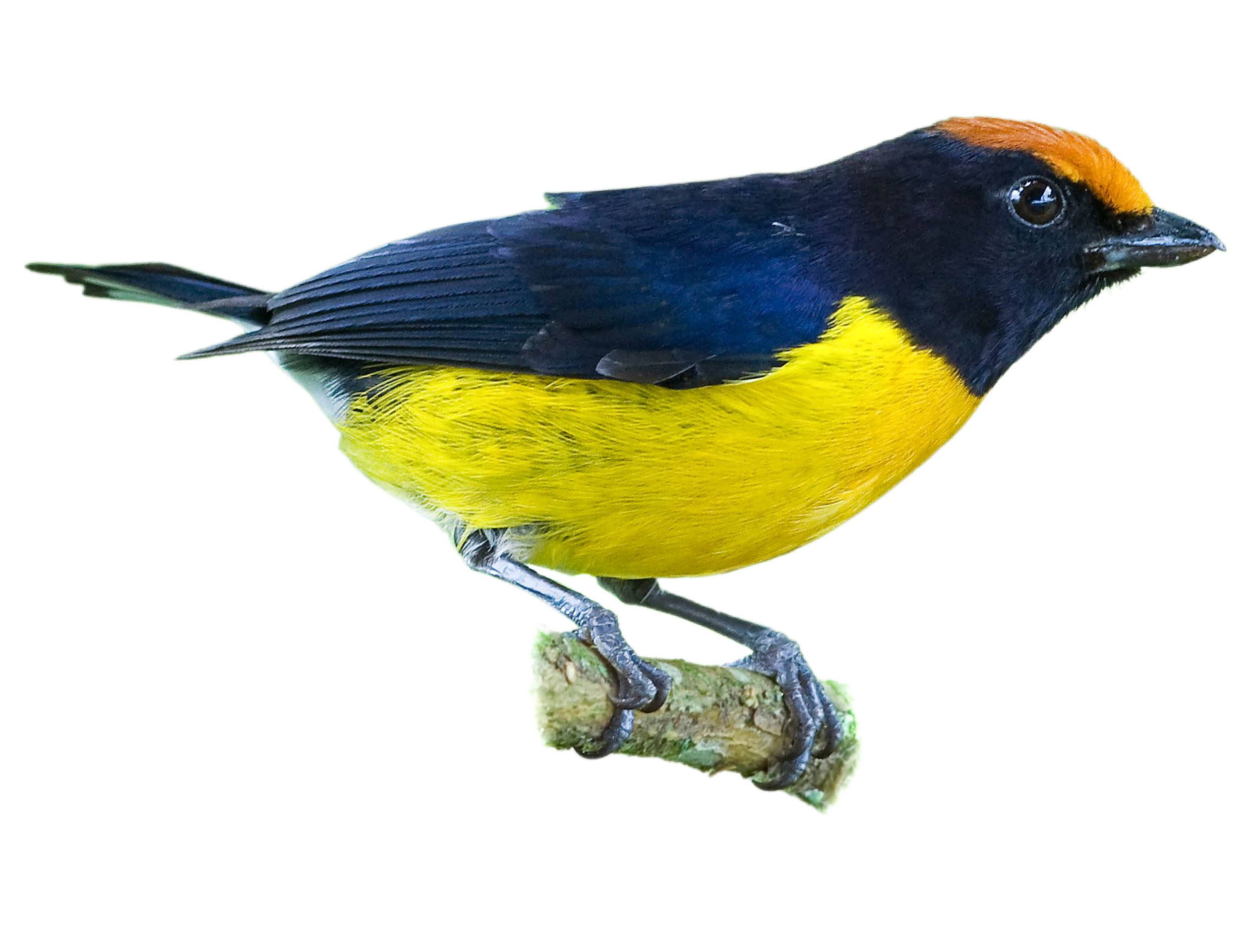 A photo of a Tawny-capped Euphonia (Euphonia anneae), male