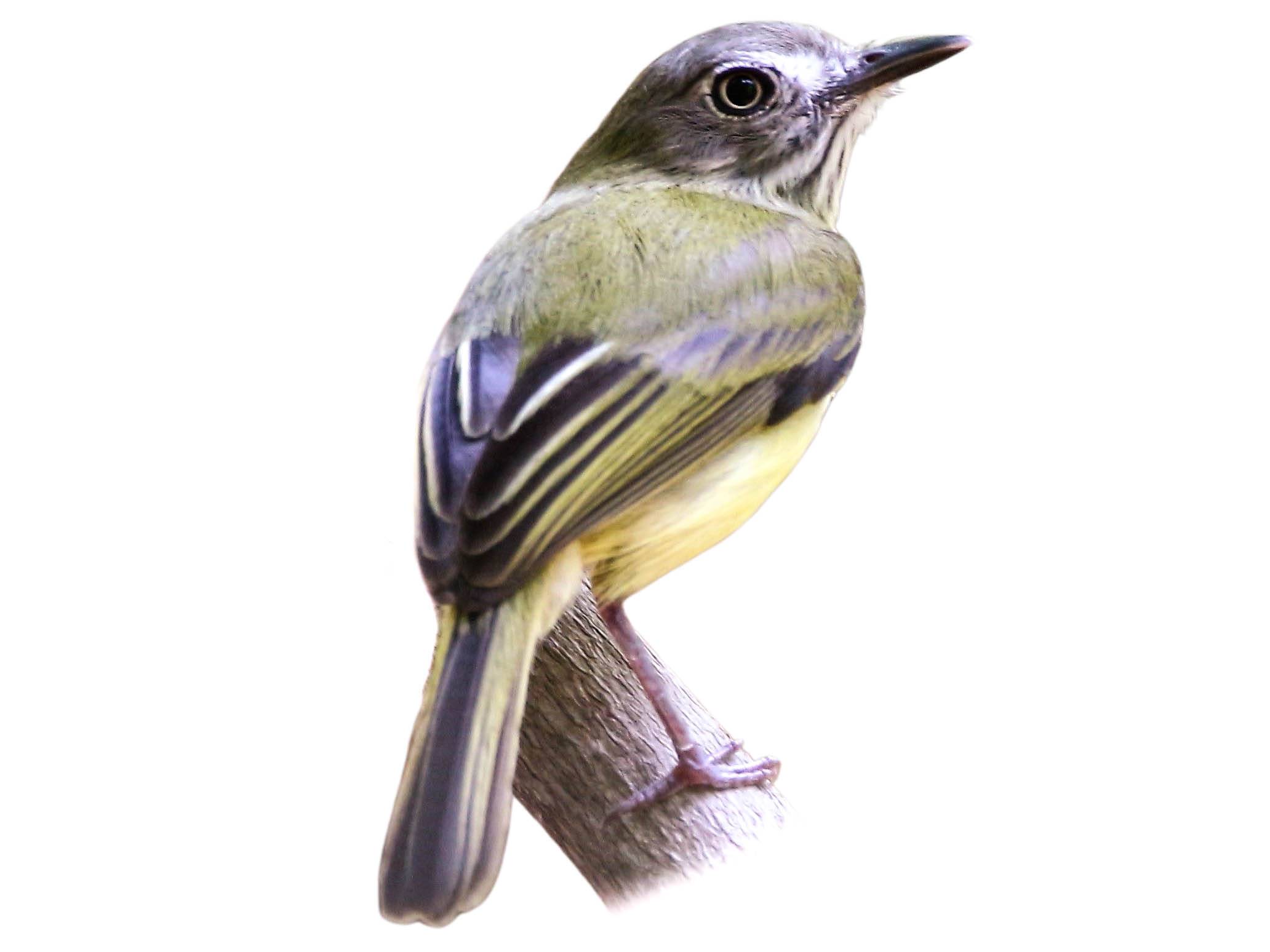 A photo of a Stripe-necked Tody-Tyrant (Hemitriccus striaticollis)