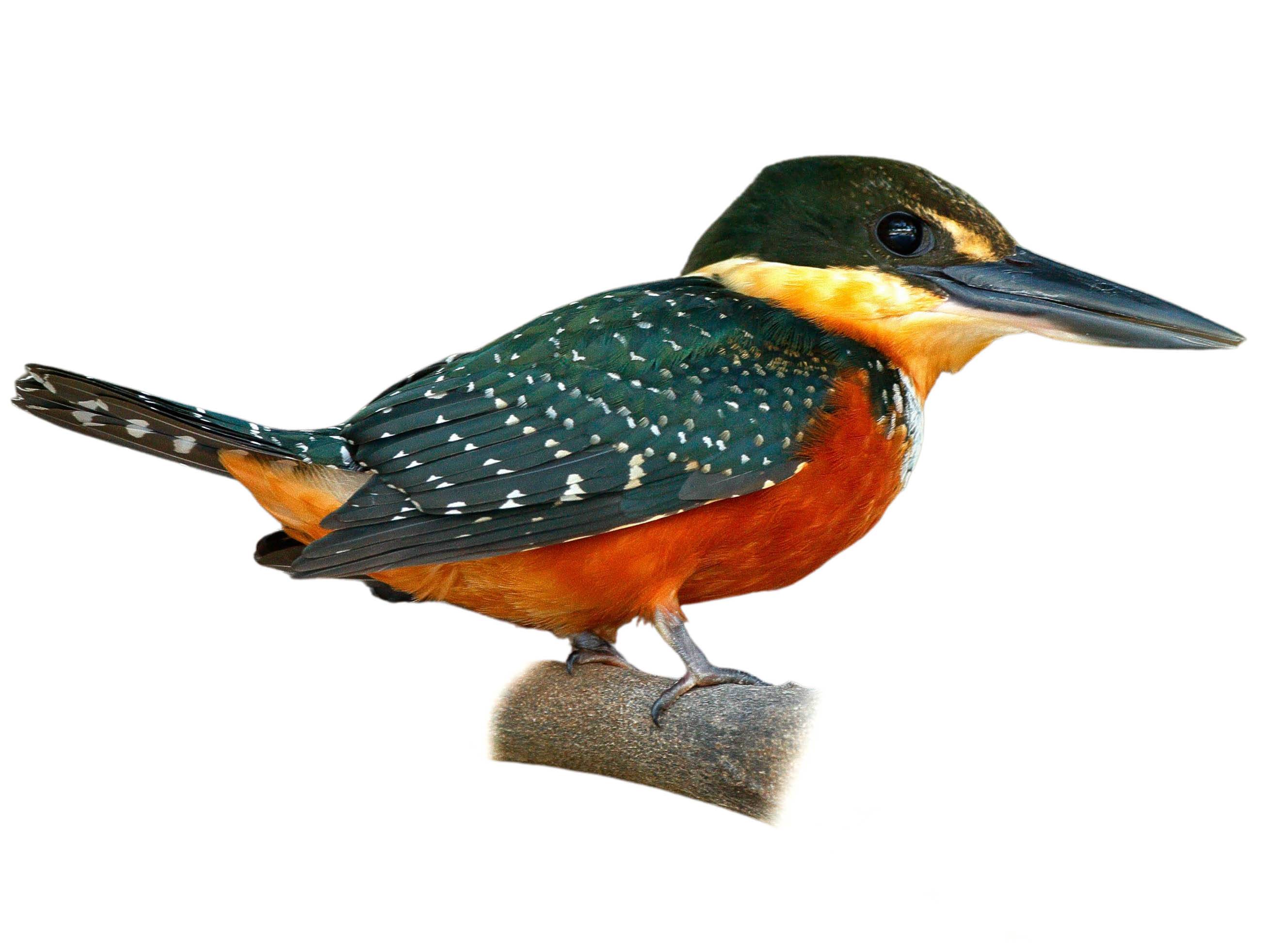 A photo of a Green-and-rufous Kingfisher (Chloroceryle inda), female