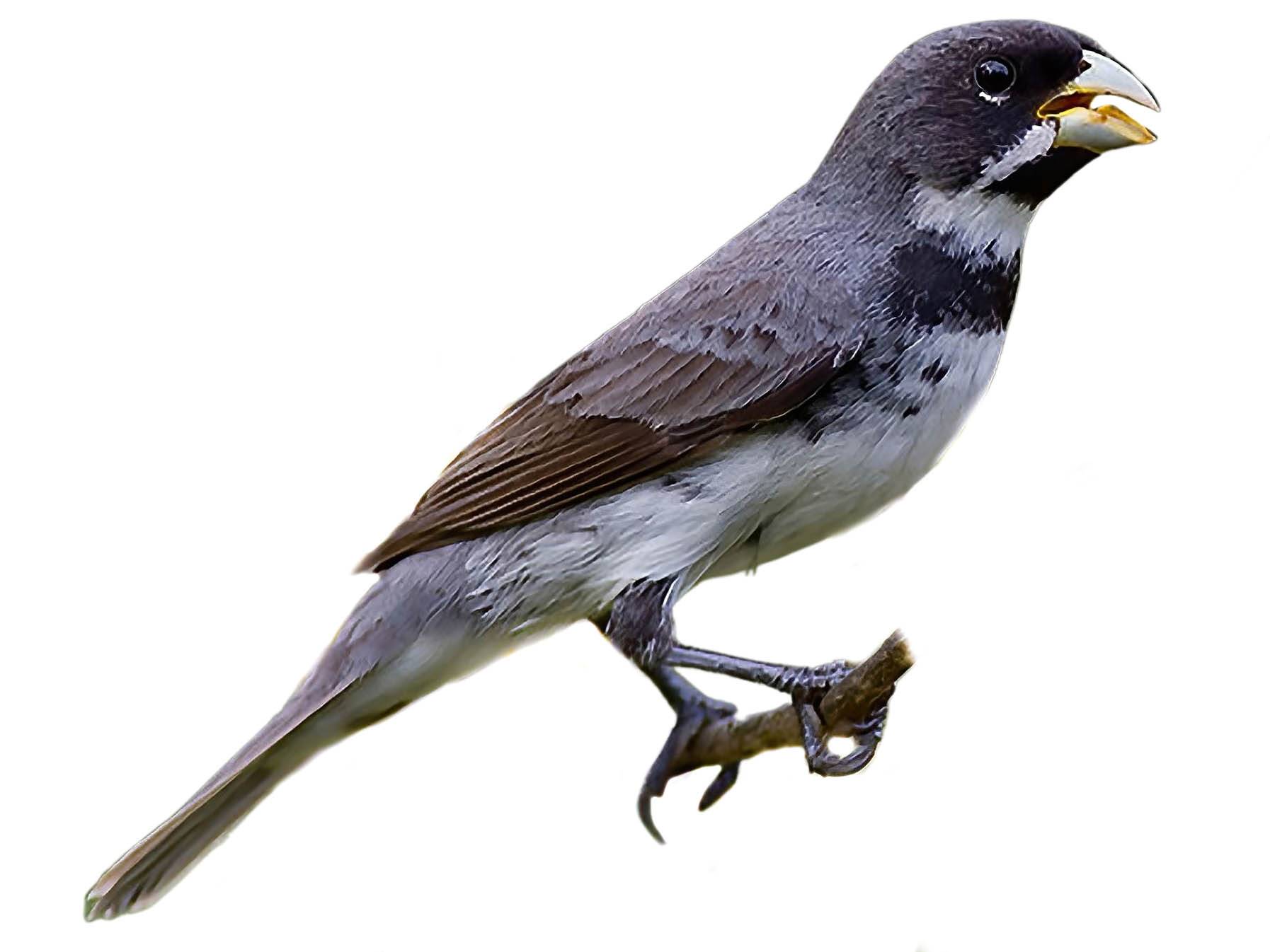 A photo of a Double-collared Seedeater (Sporophila caerulescens), male