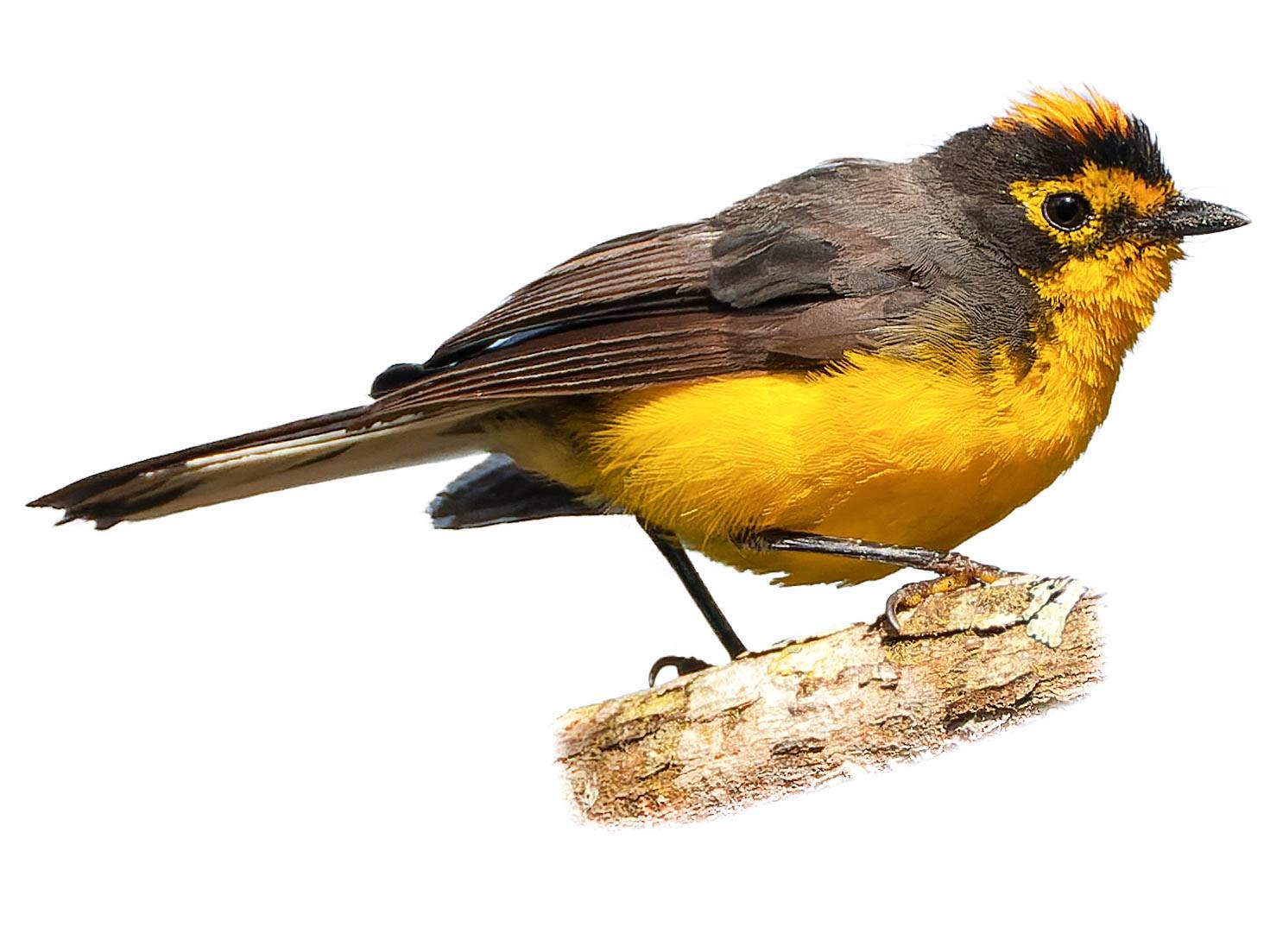 A photo of a Spectacled Whitestart (Myioborus melanocephalus)