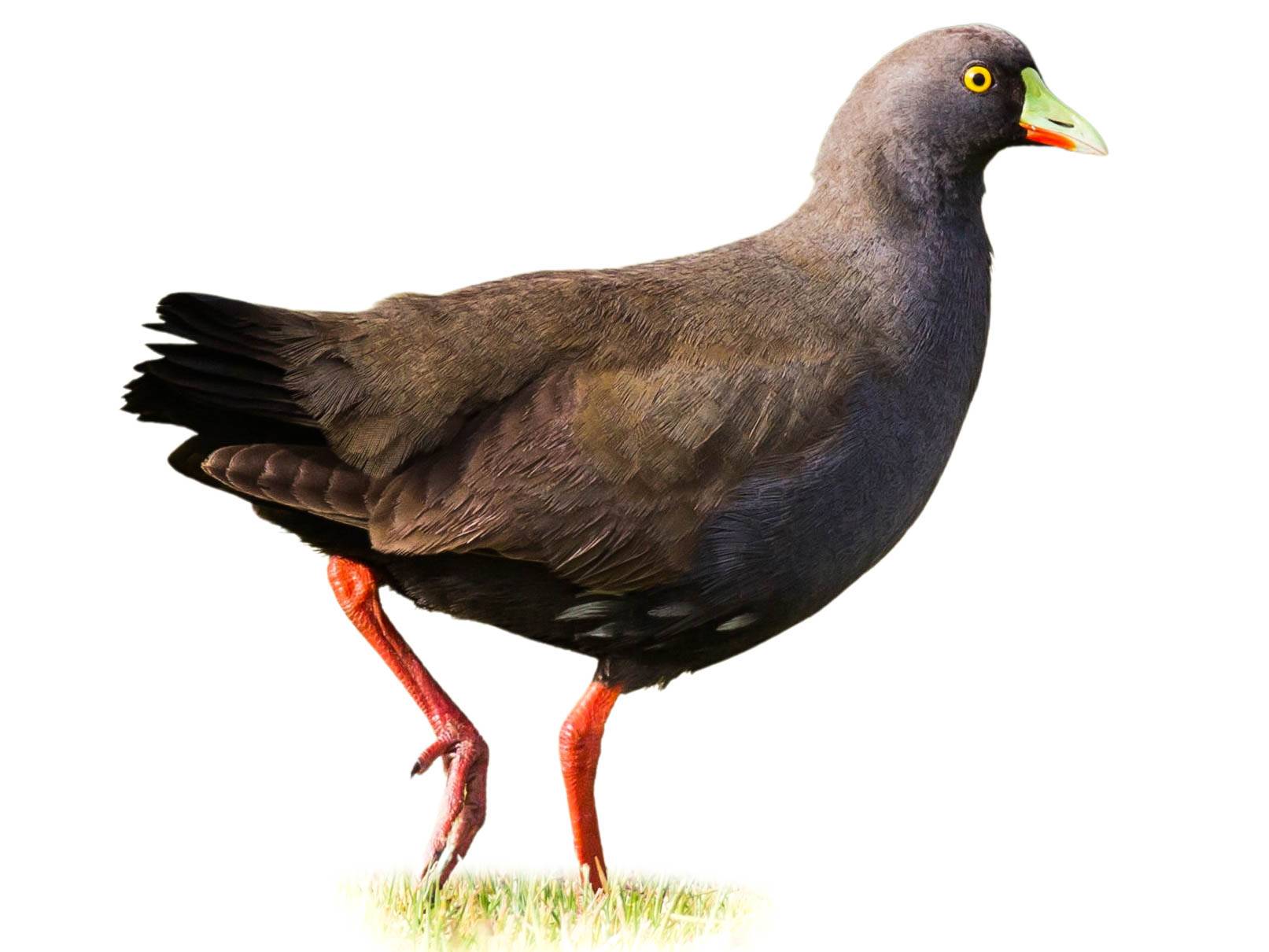 A photo of a Black-tailed Nativehen (Tribonyx ventralis)