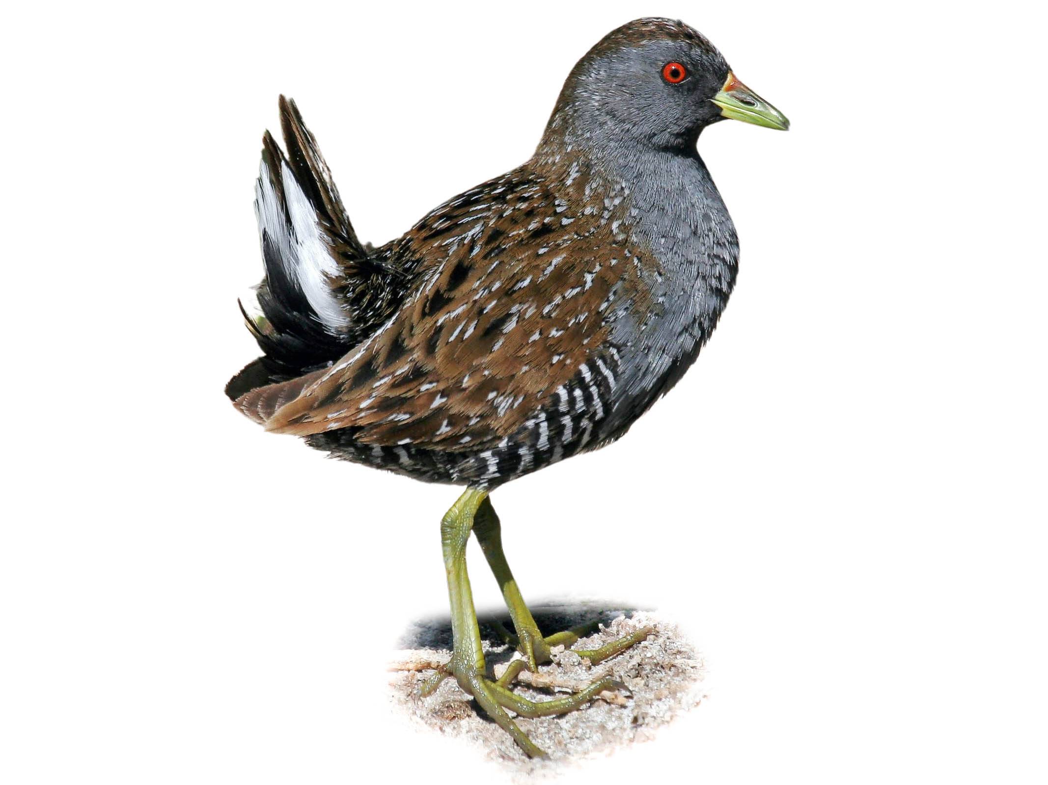 A photo of a Australian Crake (Porzana fluminea)