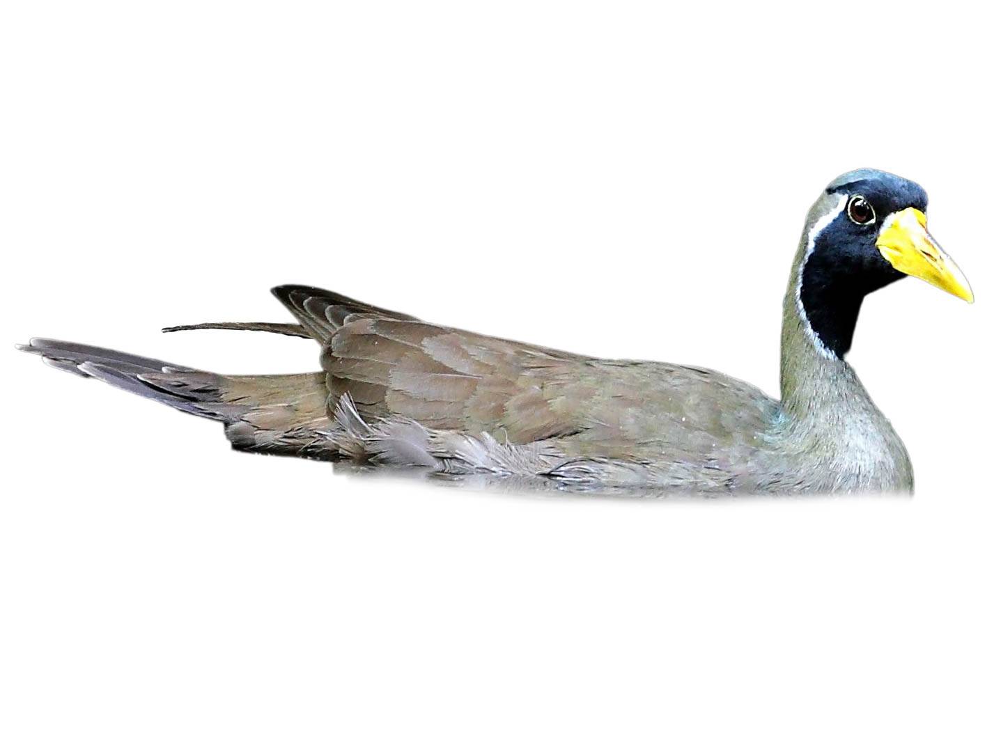 A photo of a Masked Finfoot (Heliopais personatus), male