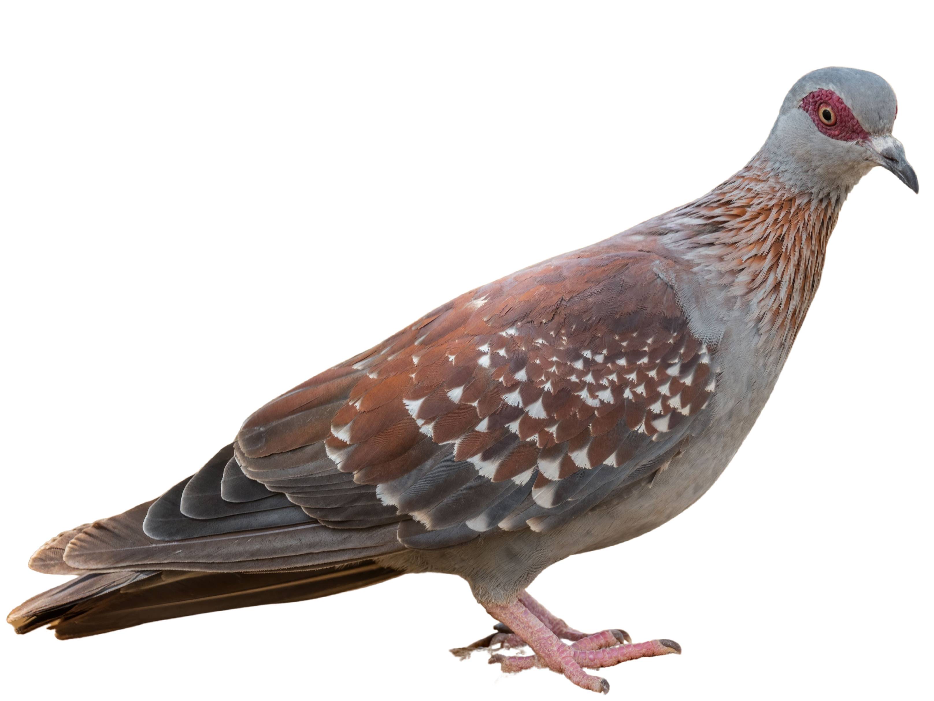 A photo of a Speckled Pigeon (Columba guinea)