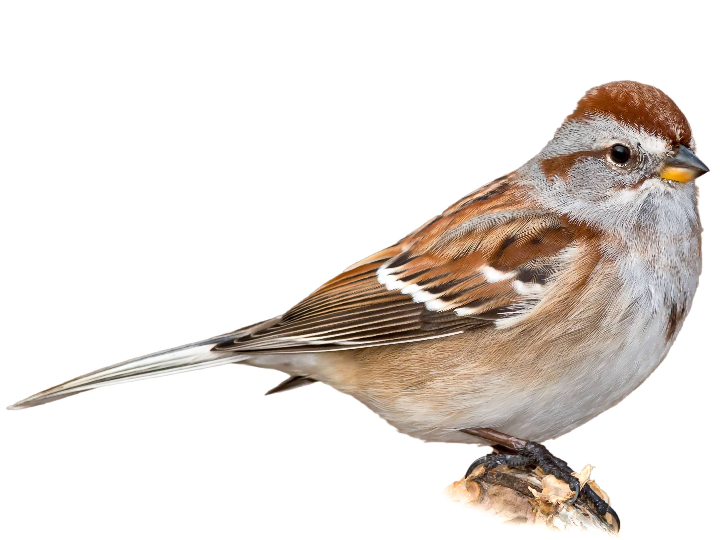 A photo of a American Tree Sparrow (Spizelloides arborea)