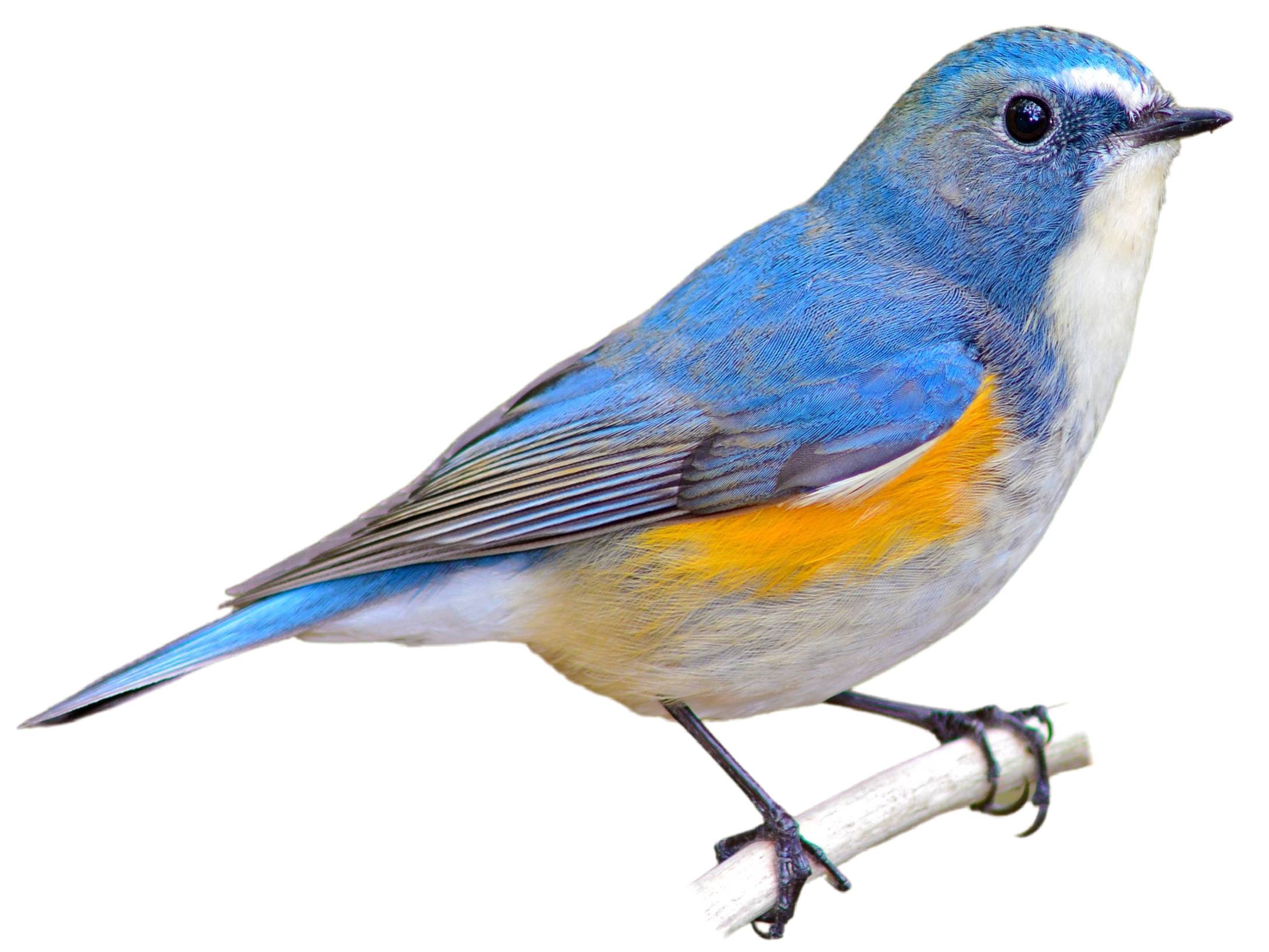 A photo of a Orange-flanked Bush-robin (Tarsiger cyanurus), male