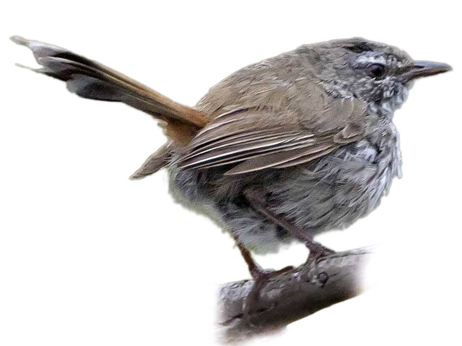 A photo of a Chestnut-rumped Heathwren (Hylacola pyrrhopygia)