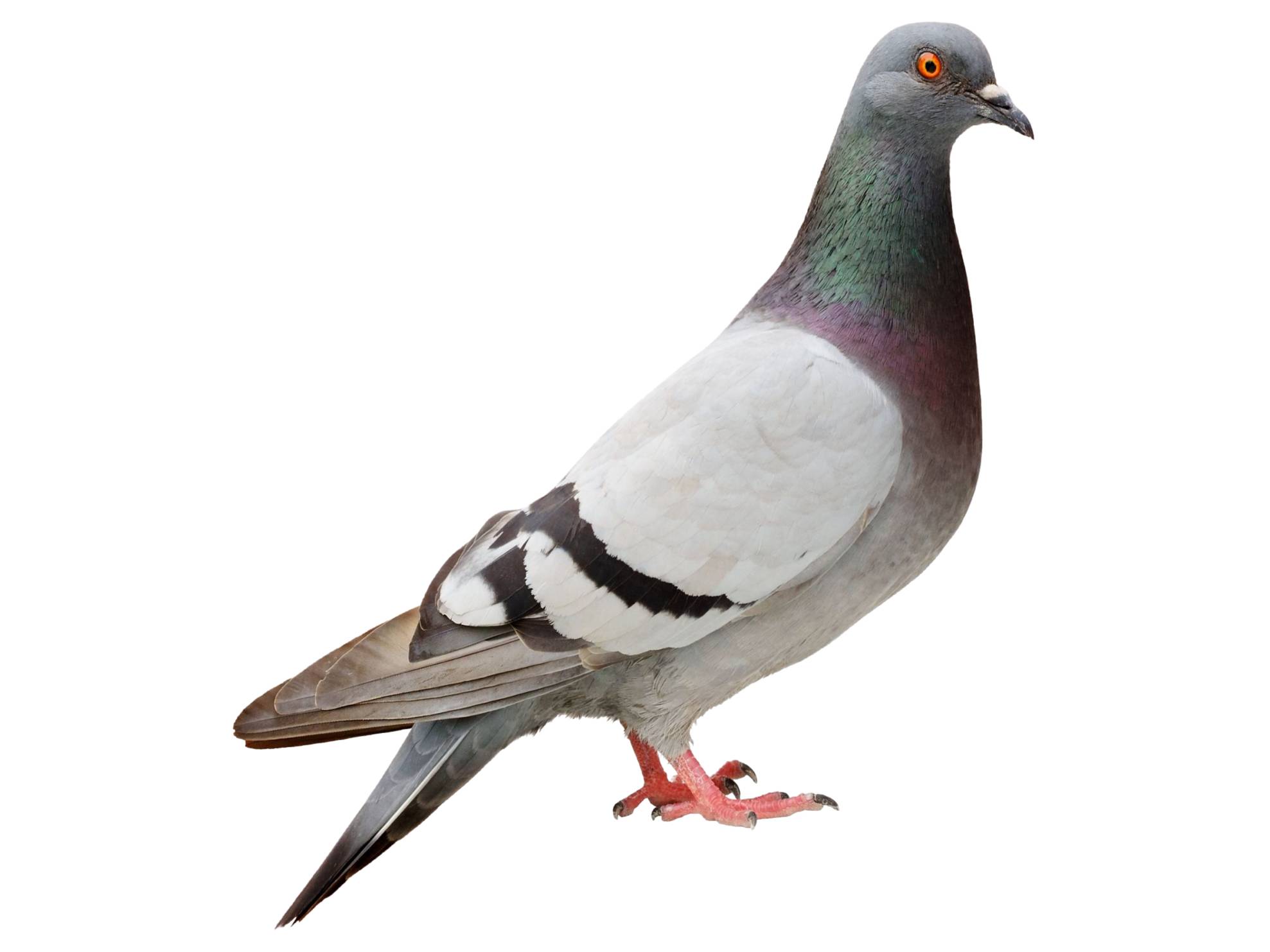 A photo of a Rock Dove (Columba livia)