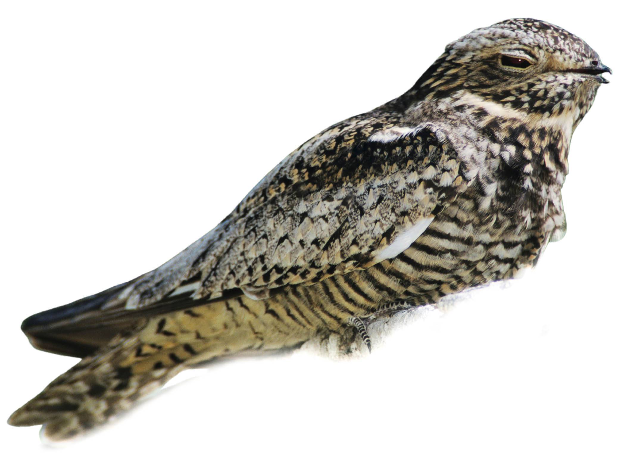 A photo of a Lesser Nighthawk (Chordeiles acutipennis), male