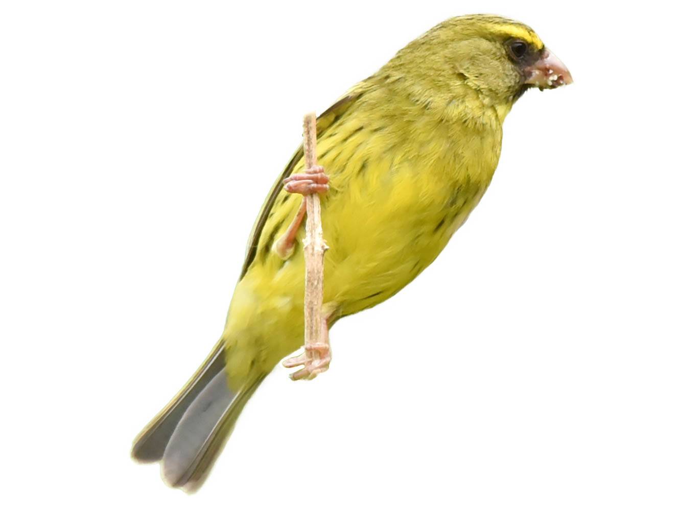 A photo of a Forest Canary (Crithagra scotops), male