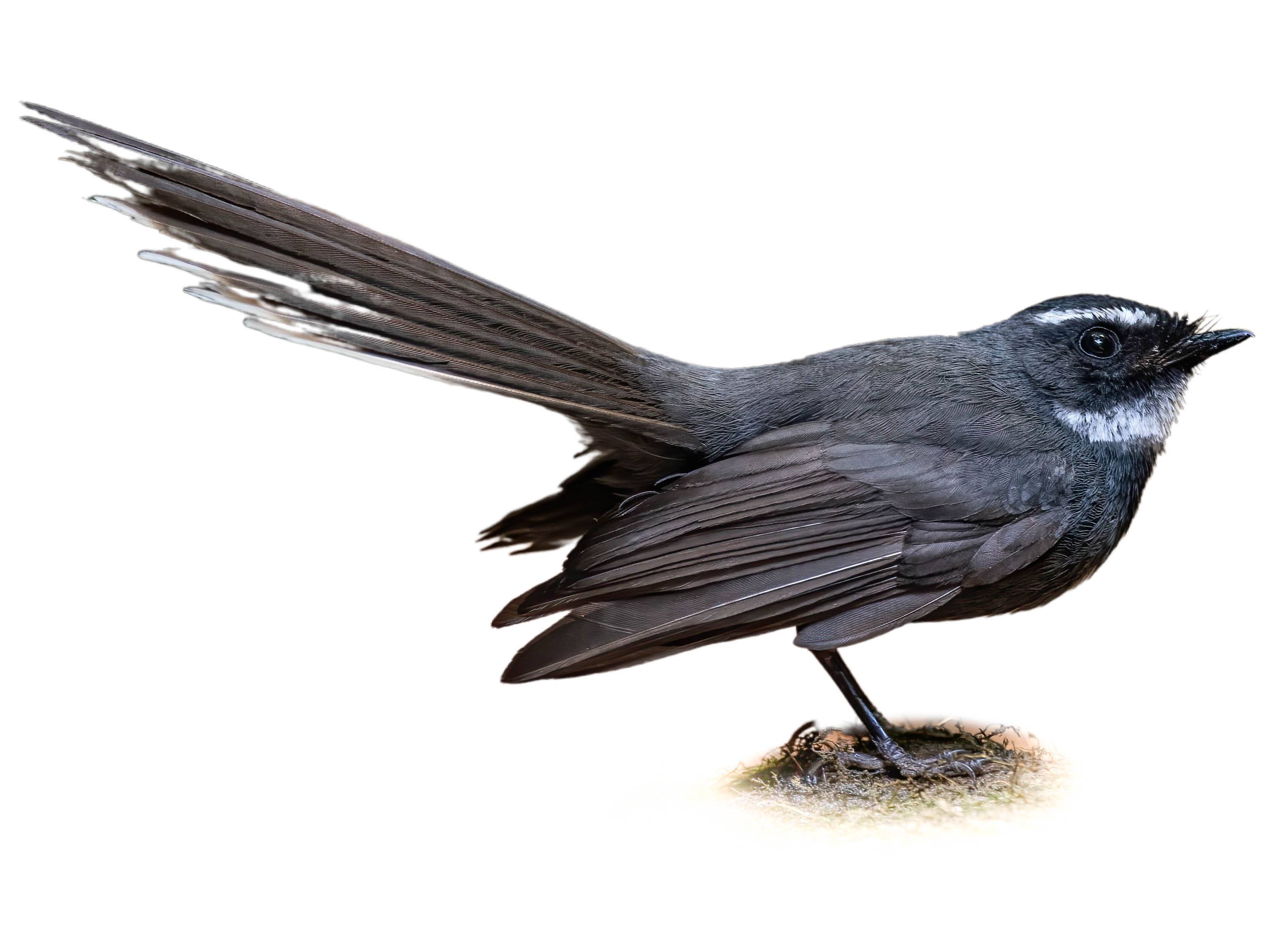 A photo of a White-throated Fantail (Rhipidura albicollis)