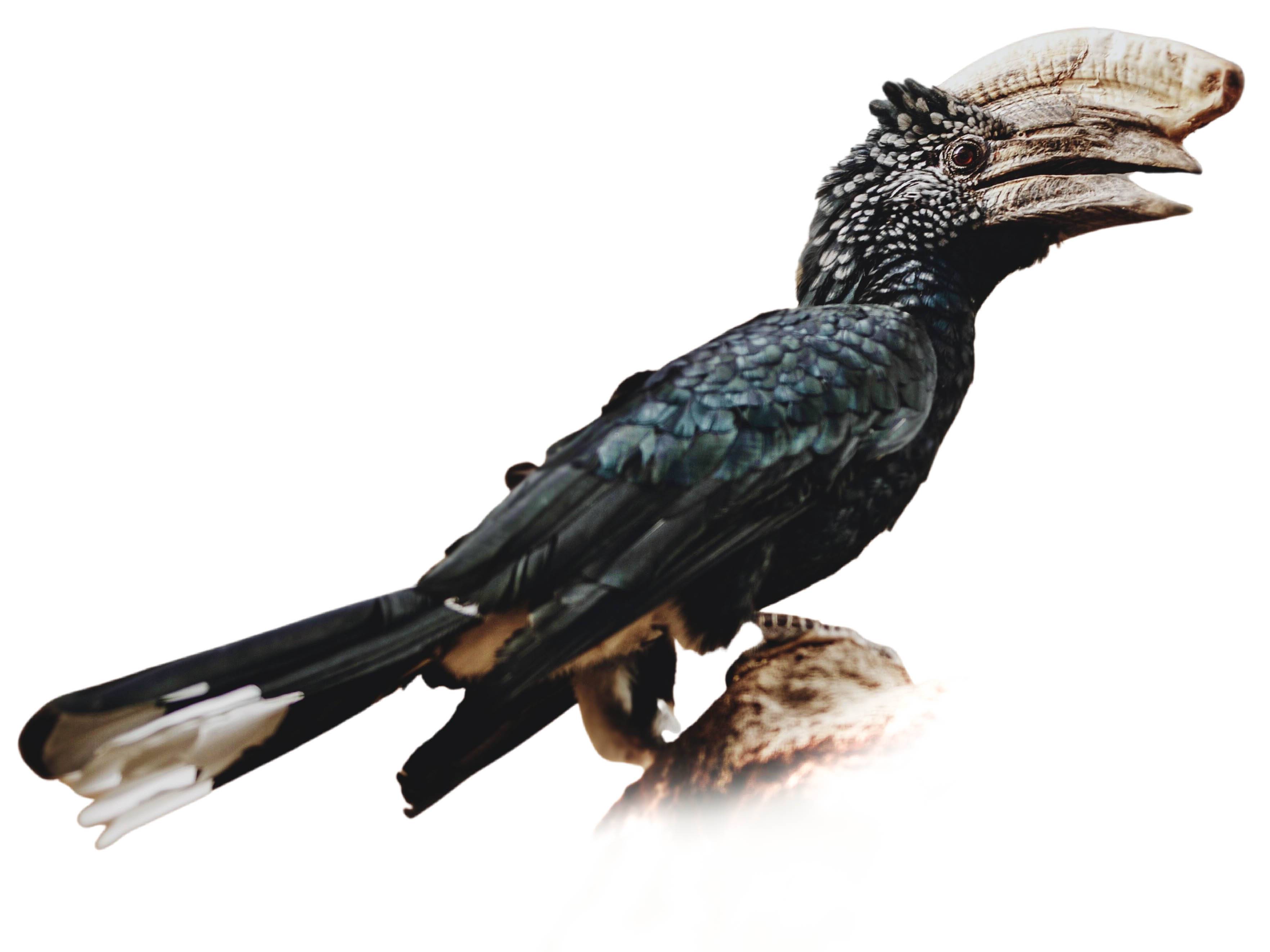 A photo of a Silvery-cheeked Hornbill (Bycanistes brevis), male