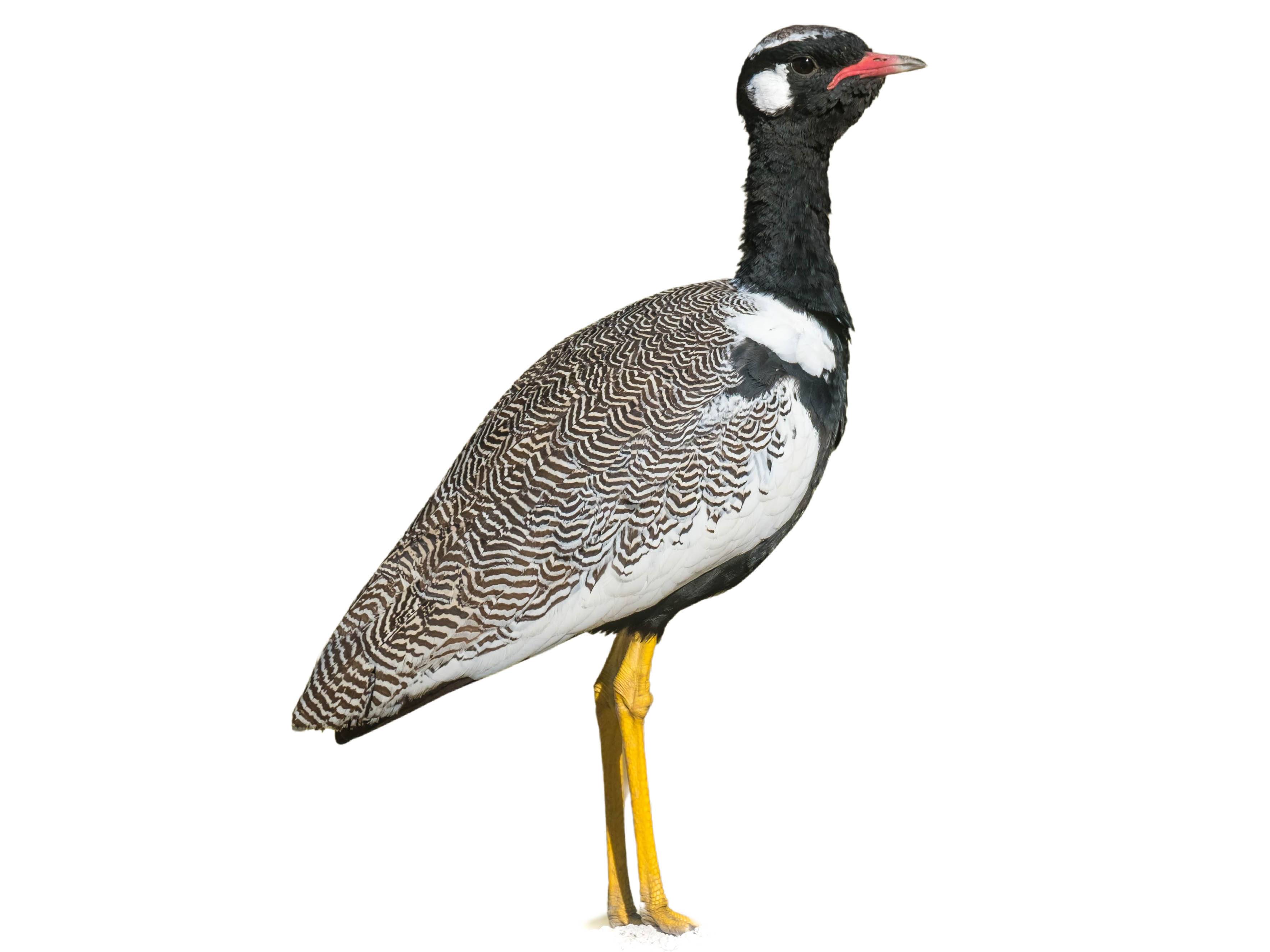 A photo of a Northern Black Korhaan (Afrotis afraoides), male