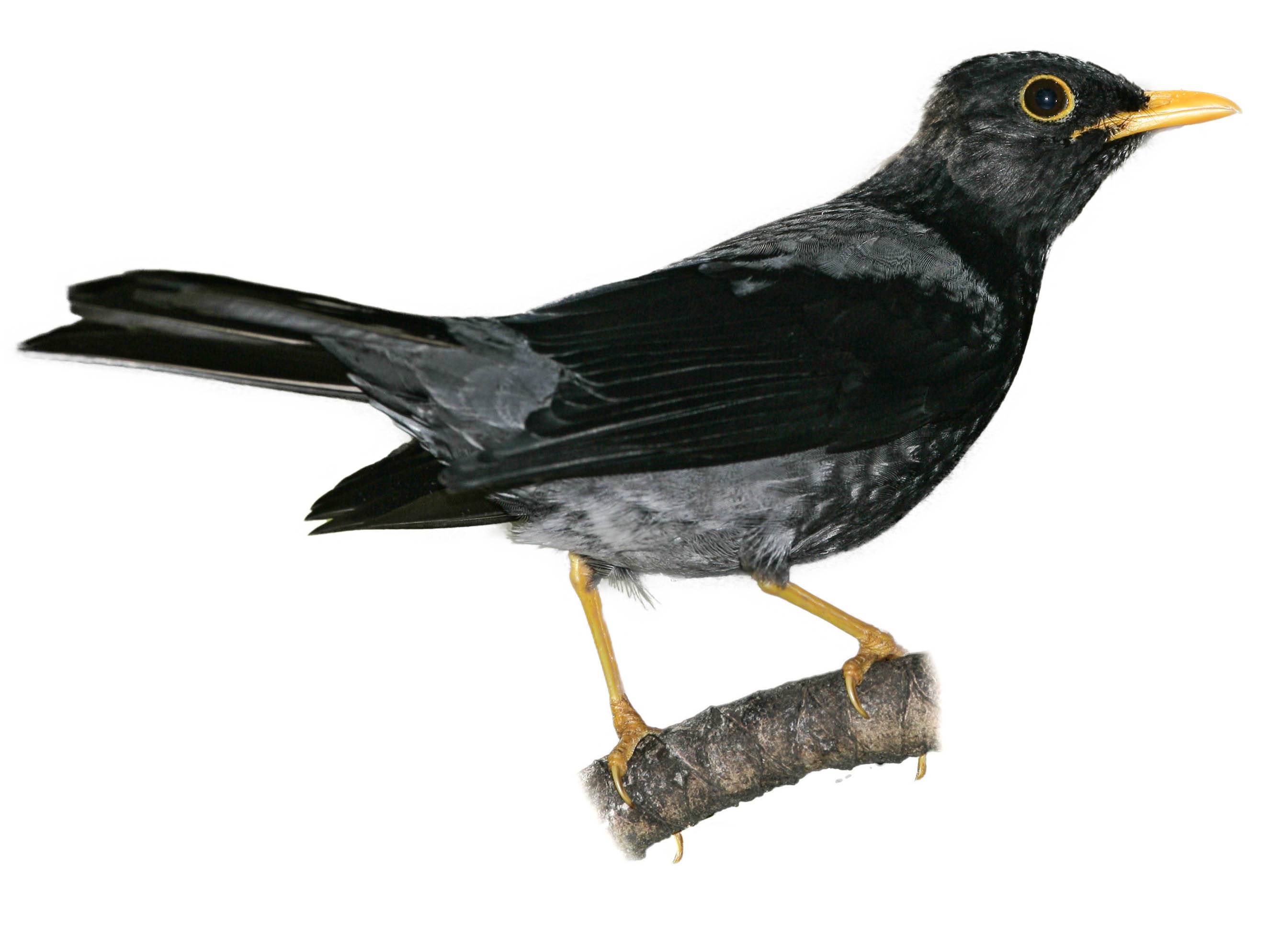 A photo of a Yellow-legged Thrush (Turdus flavipes), male