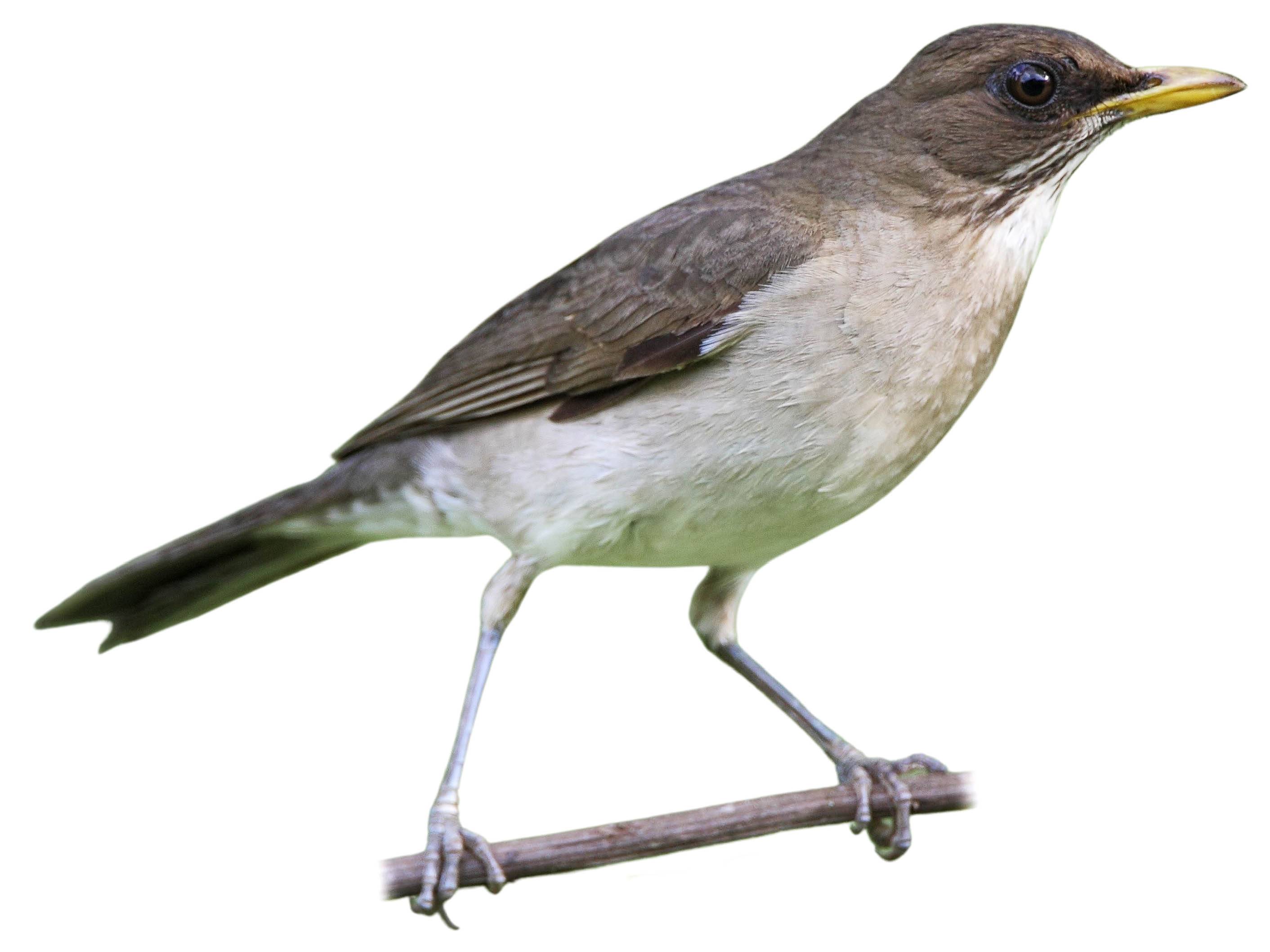 A photo of a Creamy-bellied Thrush (Turdus amaurochalinus), male