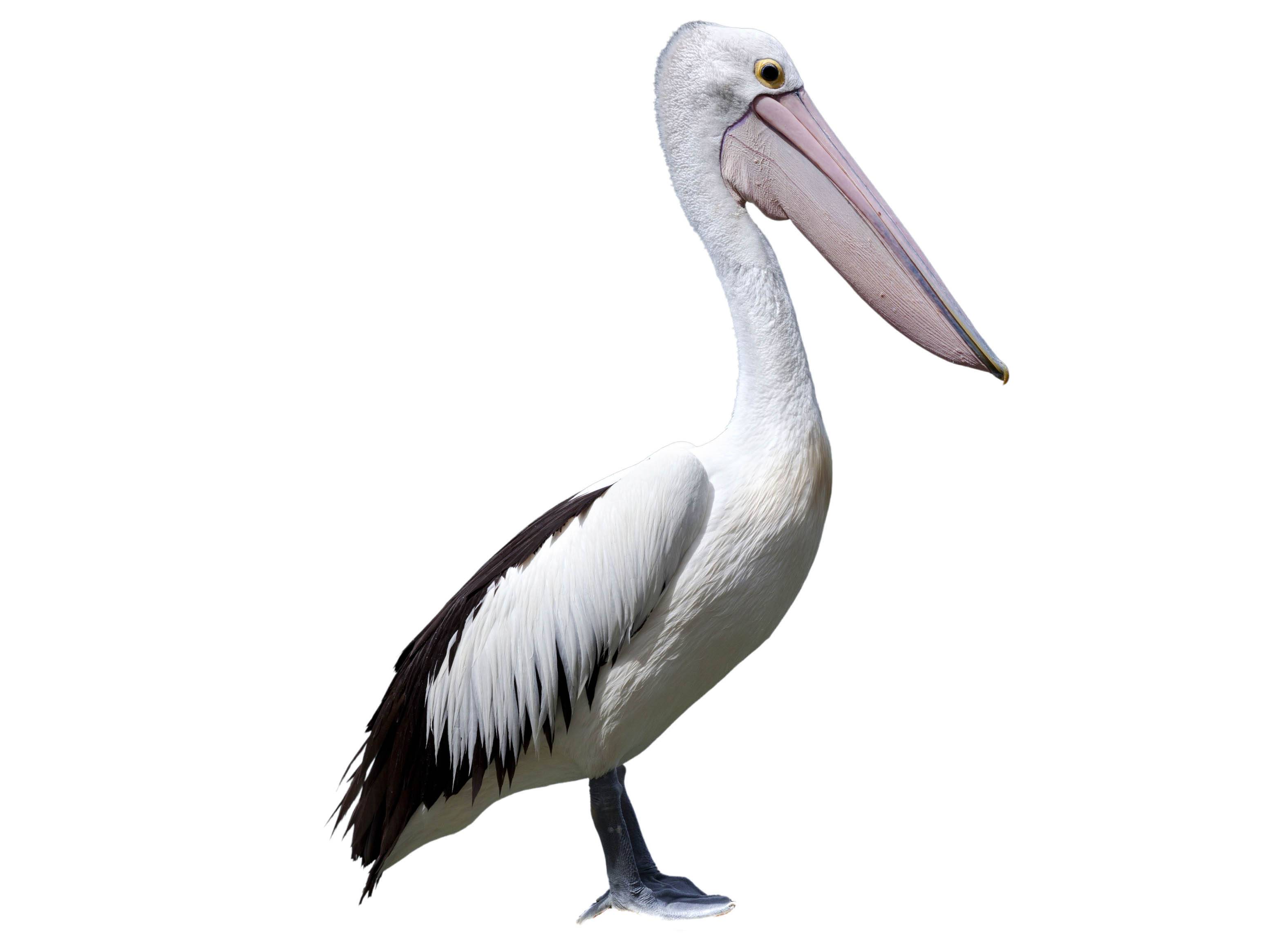 A photo of a Australian Pelican (Pelecanus conspicillatus)