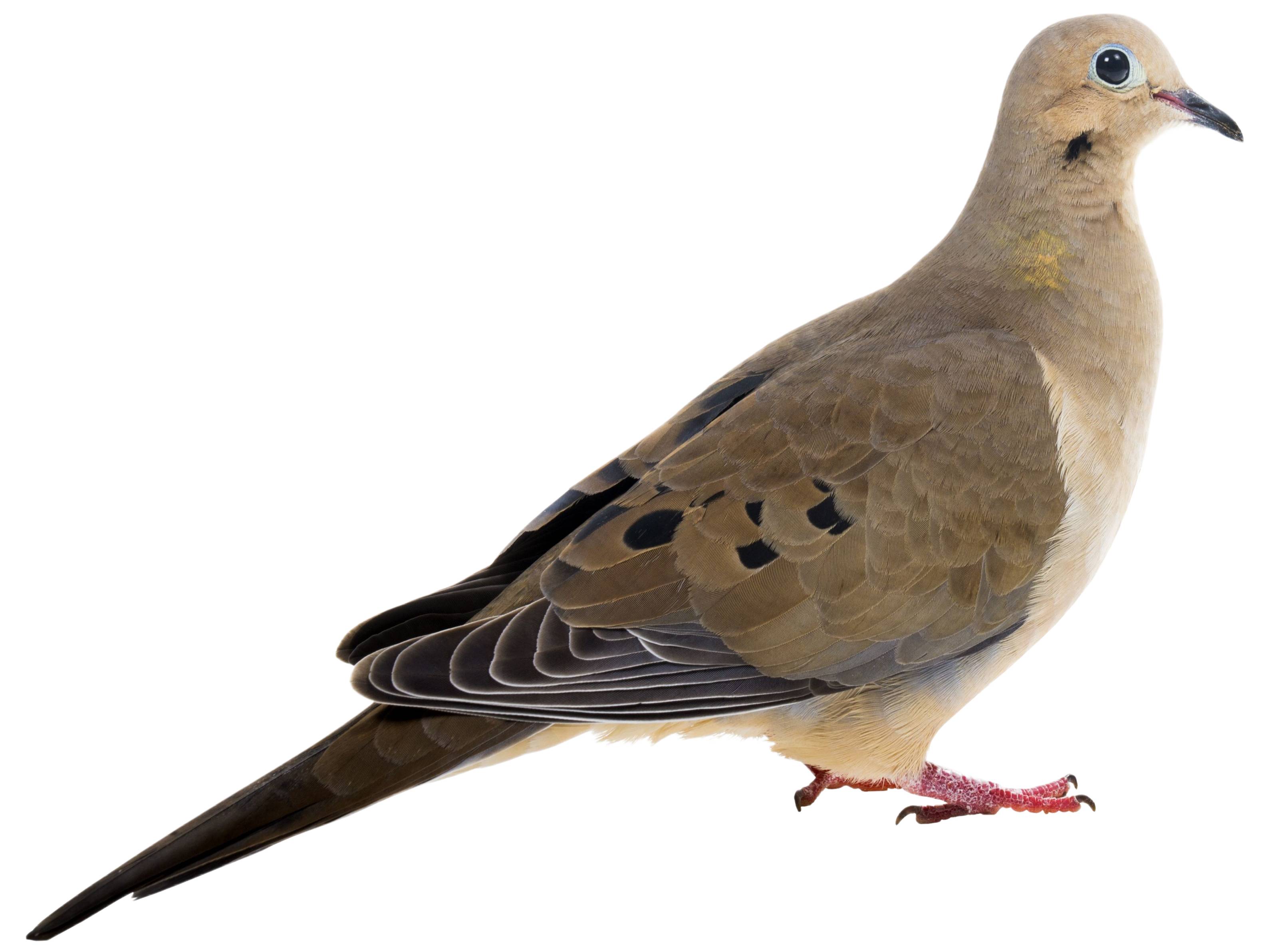 A photo of a Mourning Dove (Zenaida macroura)