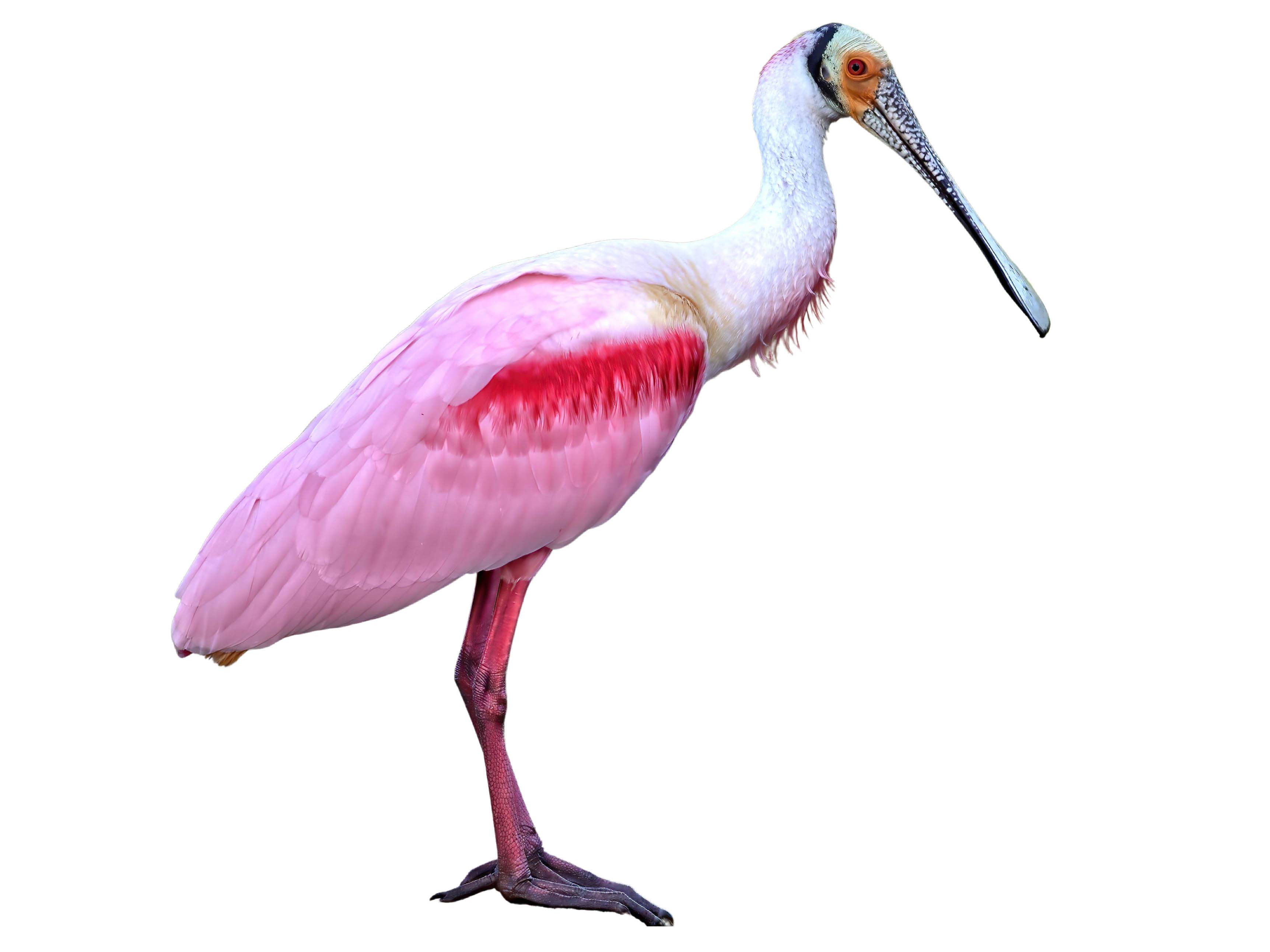 A photo of a Roseate Spoonbill (Platalea ajaja)