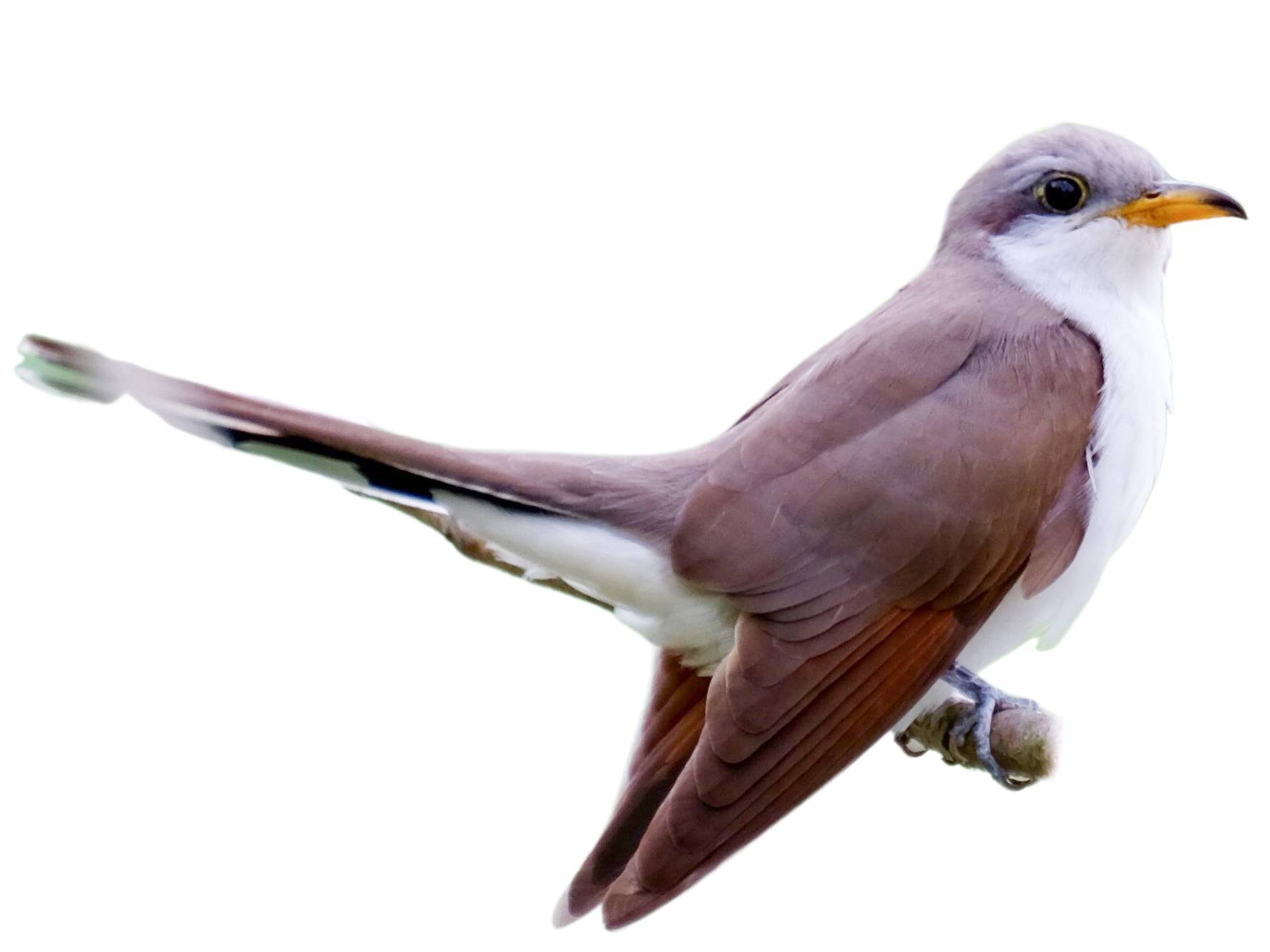 A photo of a Yellow-billed Cuckoo (Coccyzus americanus)