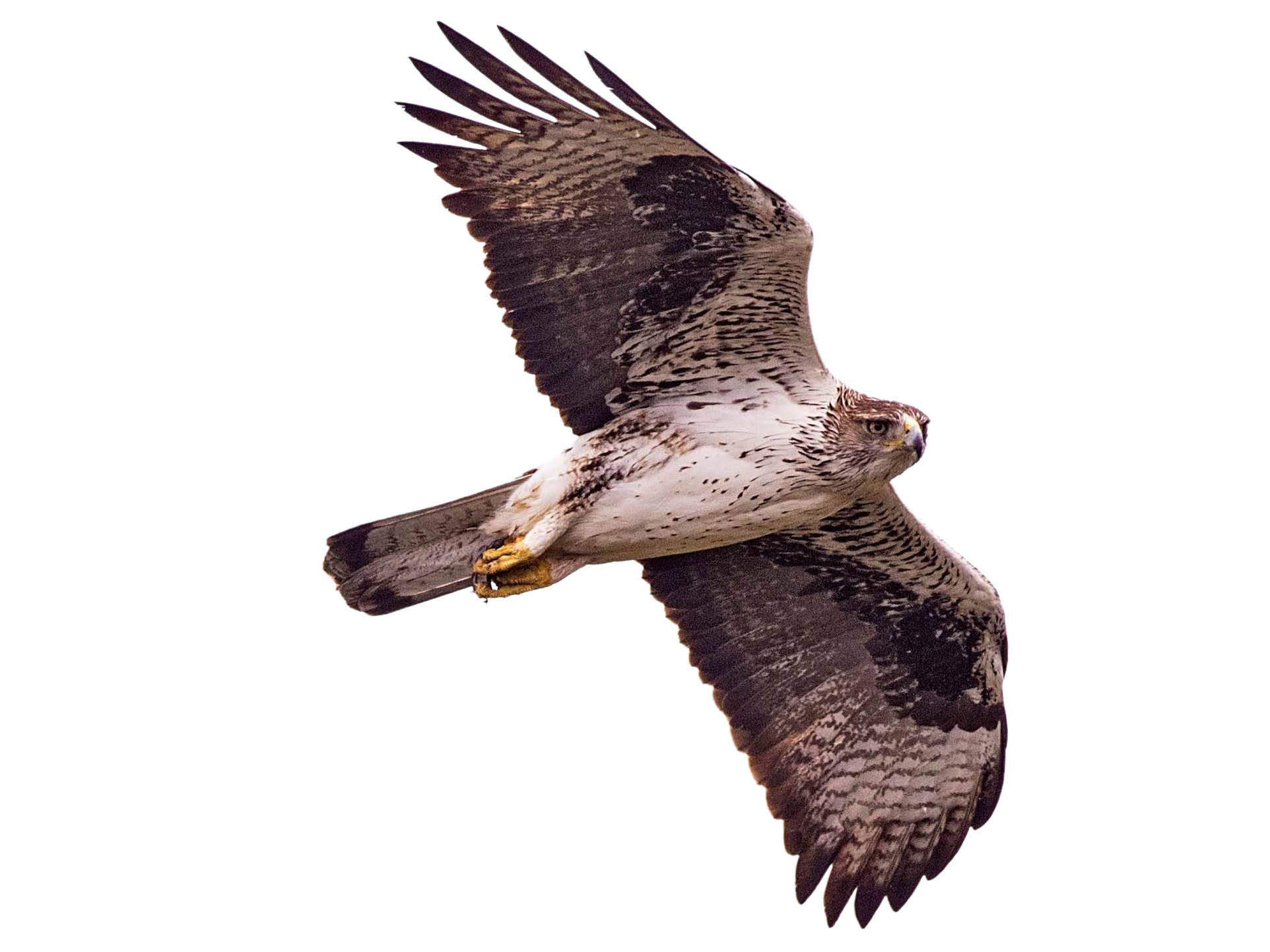 A photo of a Bonelli's Eagle (Aquila fasciata), male