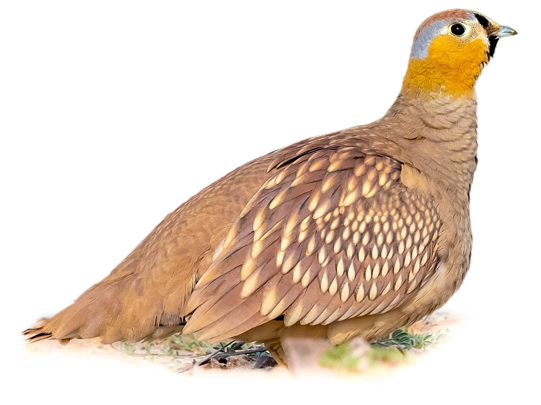 A photo of a Crowned Sandgrouse (Pterocles coronatus), male