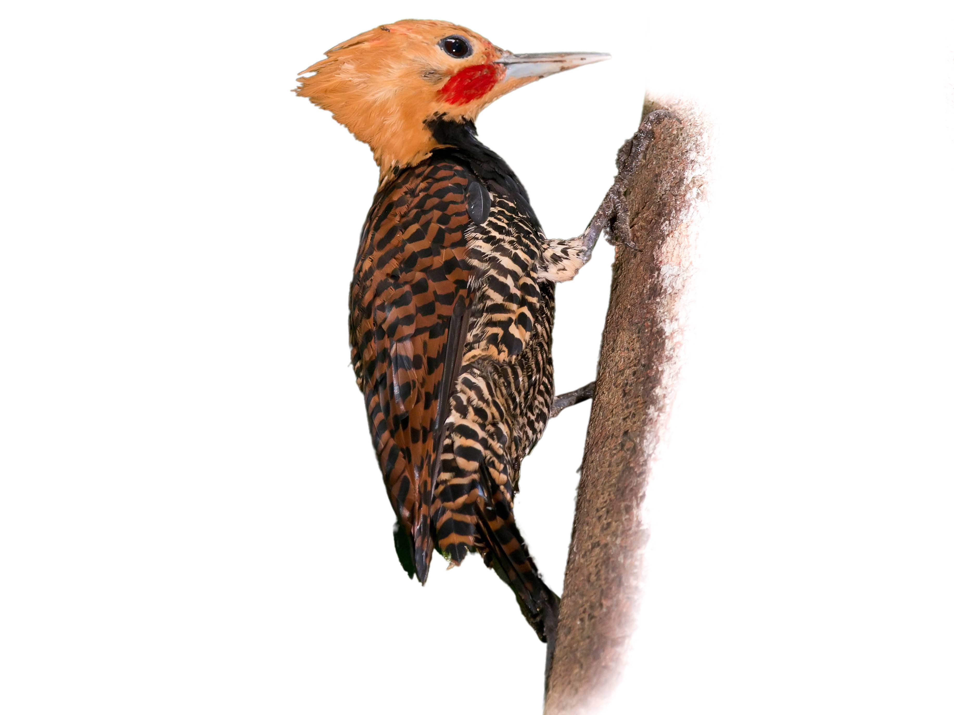 A photo of a Ringed Woodpecker (Celeus torquatus), male