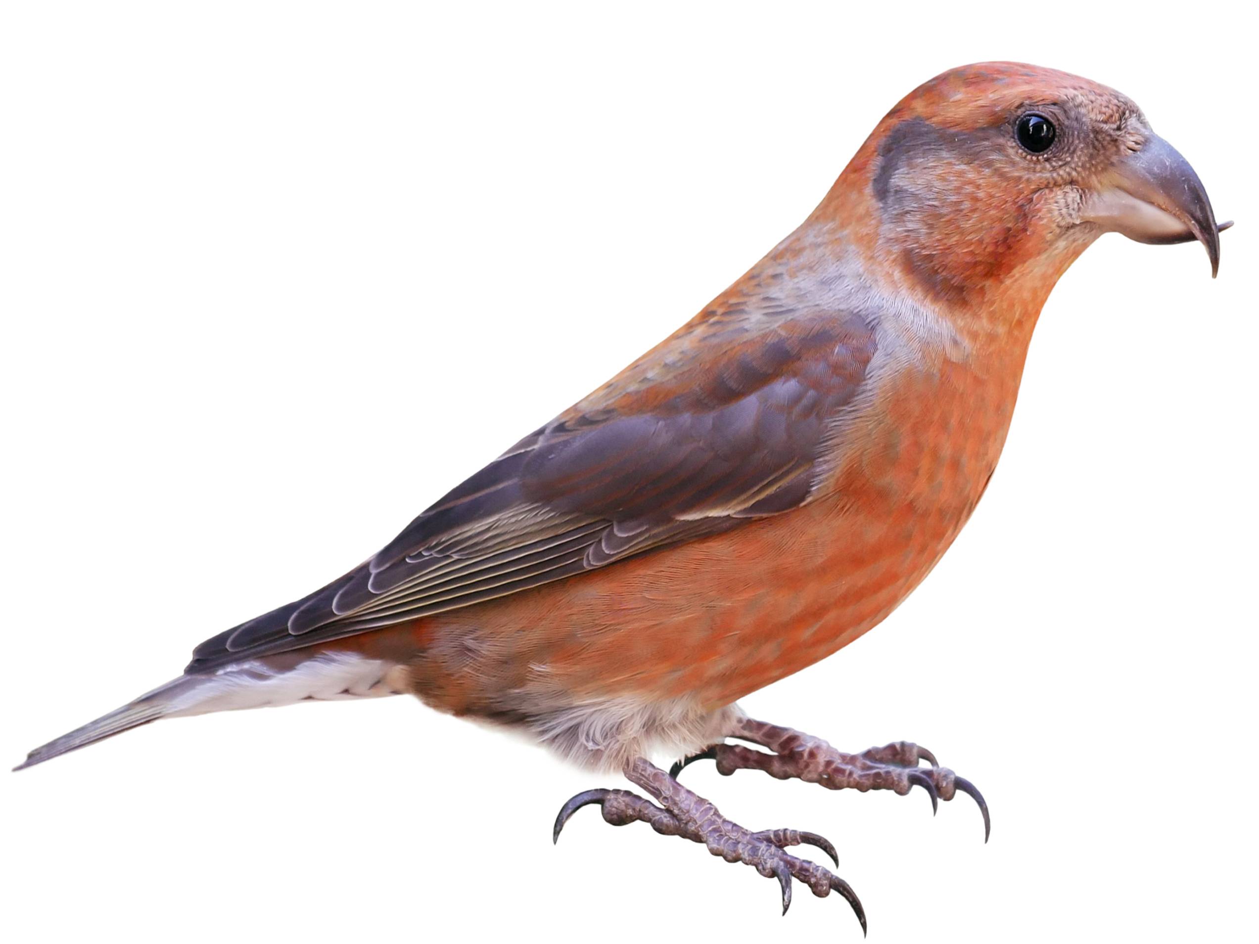 A photo of a Red Crossbill (Loxia curvirostra), male