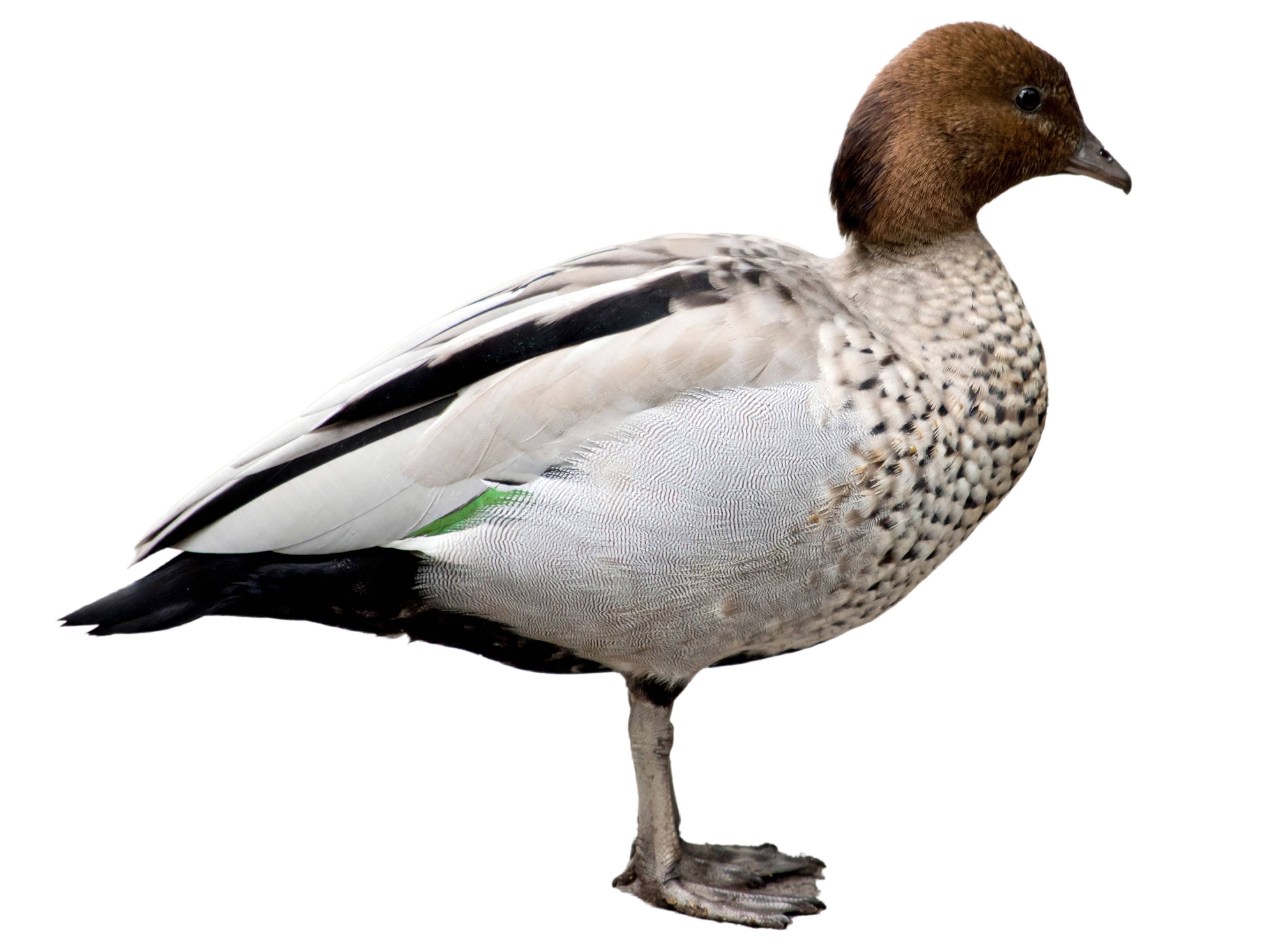 A photo of a Maned Duck (Chenonetta jubata), male