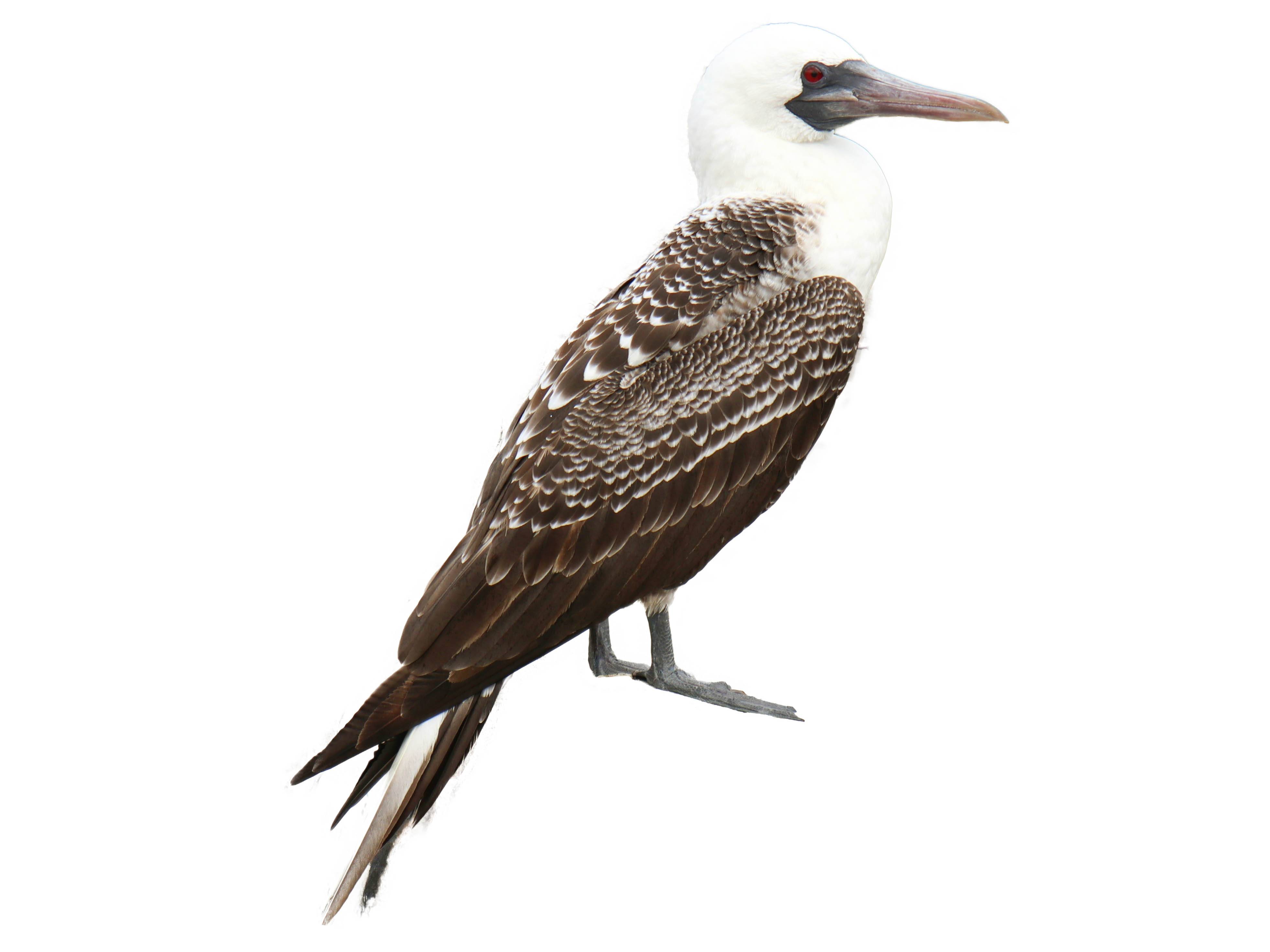 A photo of a Peruvian Booby (Sula variegata)