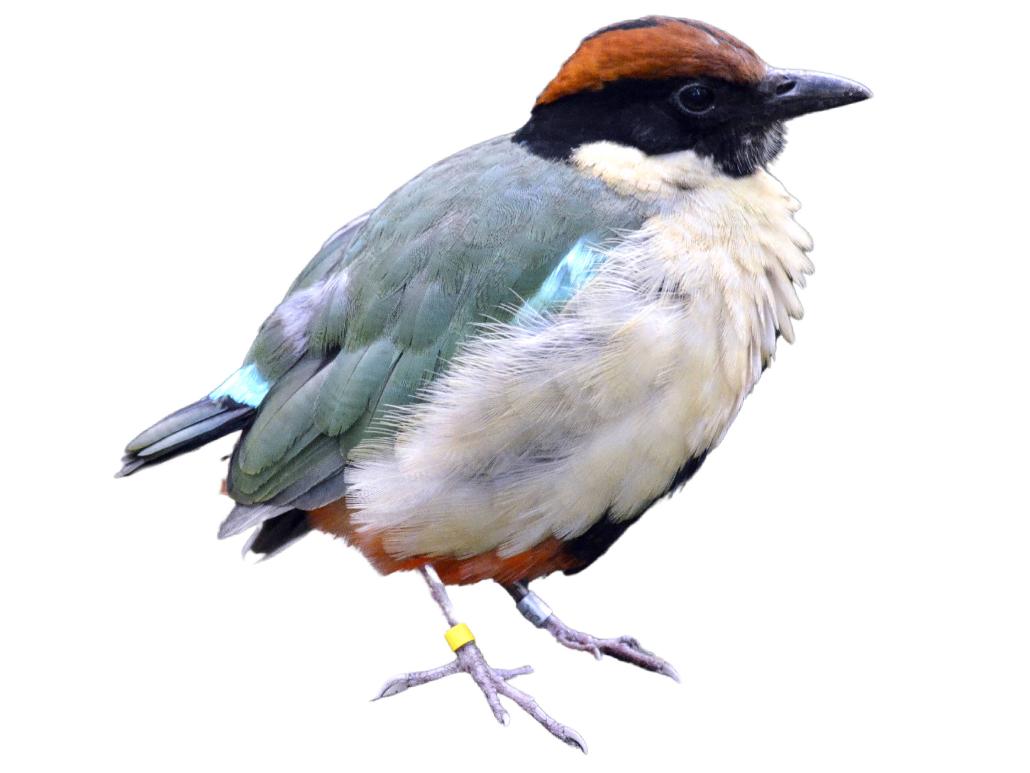 A photo of a Noisy Pitta (Pitta versicolor)