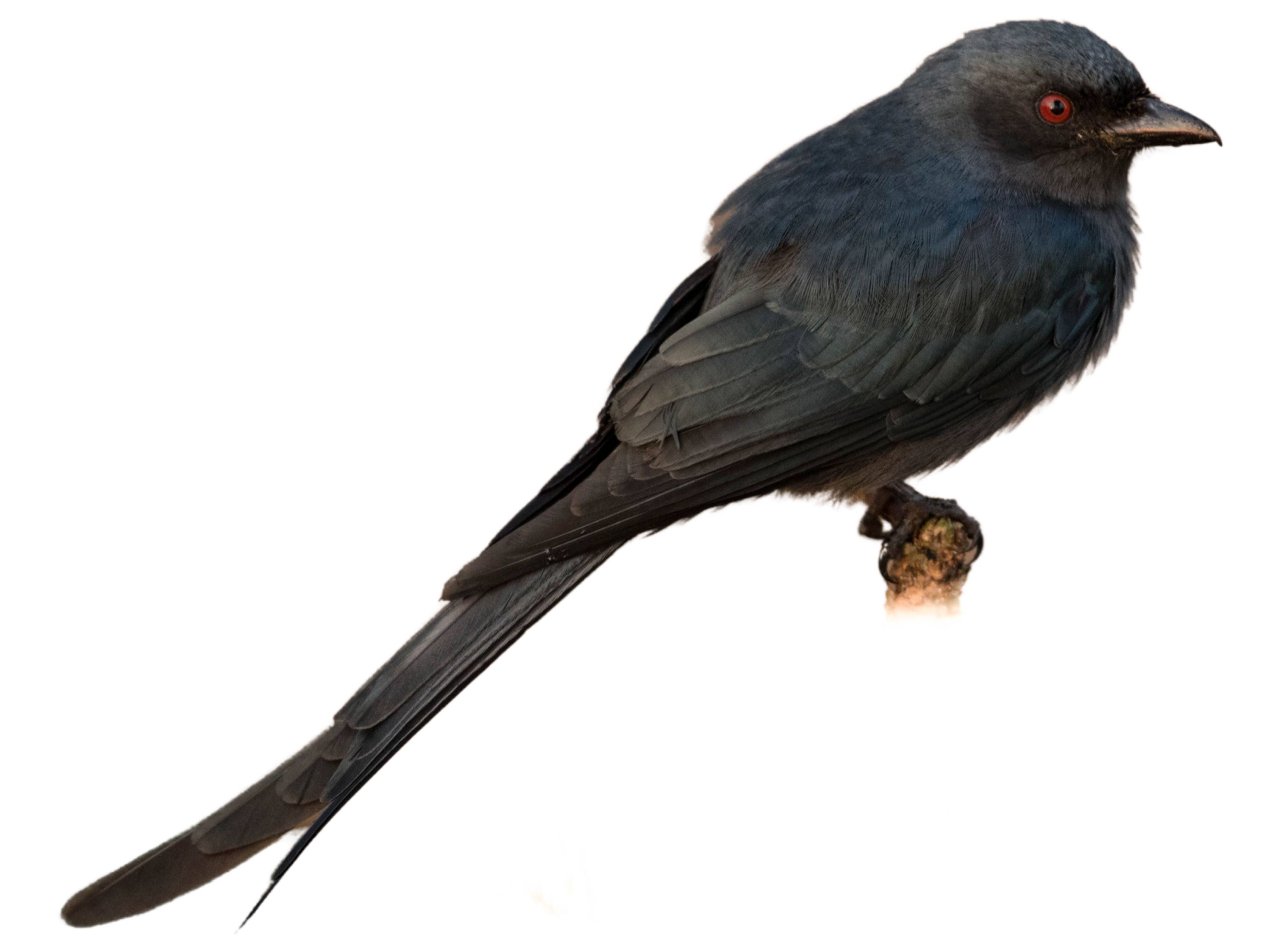 A photo of a Ashy Drongo (Dicrurus leucophaeus)