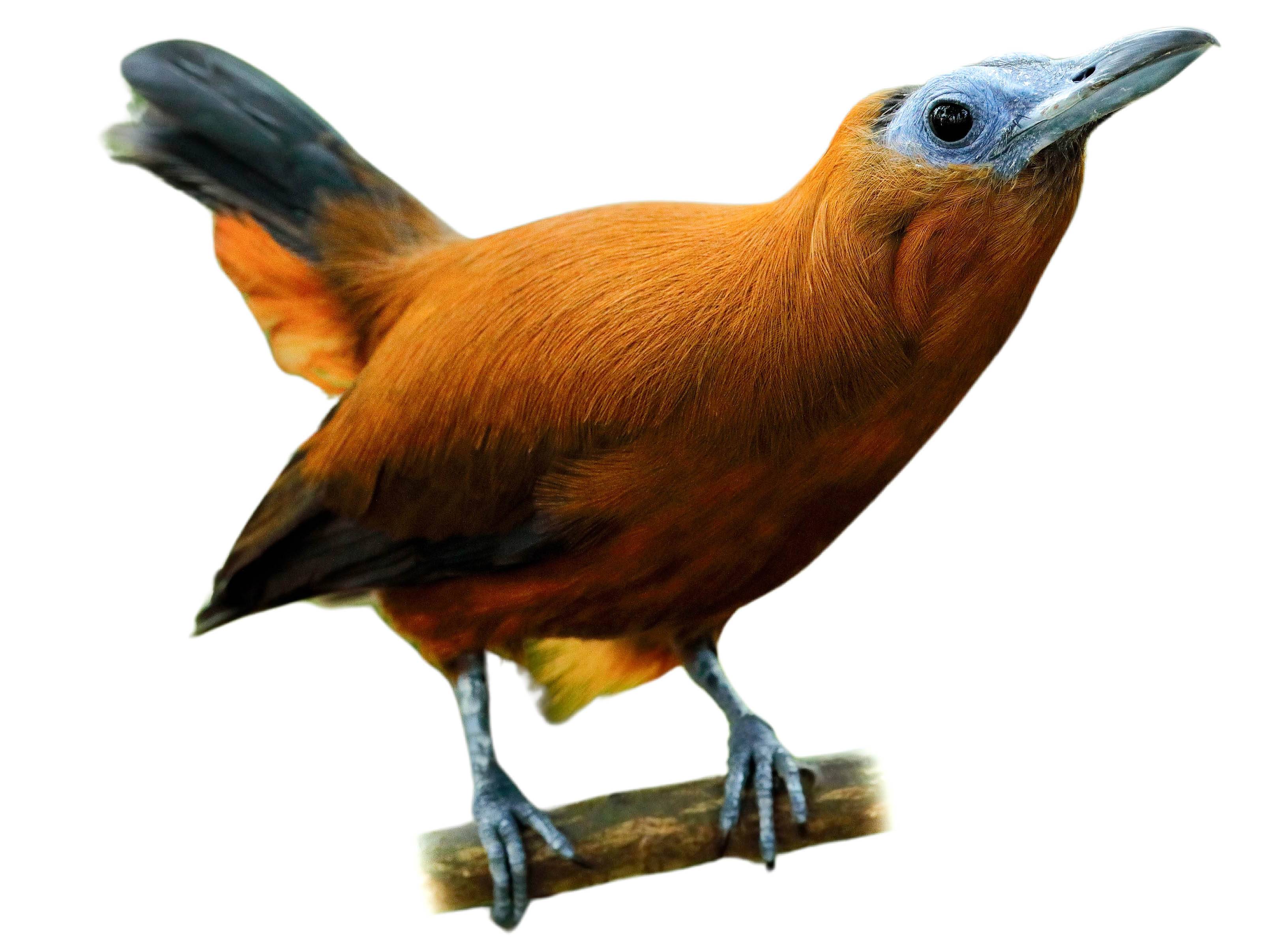 A photo of a Capuchinbird (Perissocephalus tricolor)