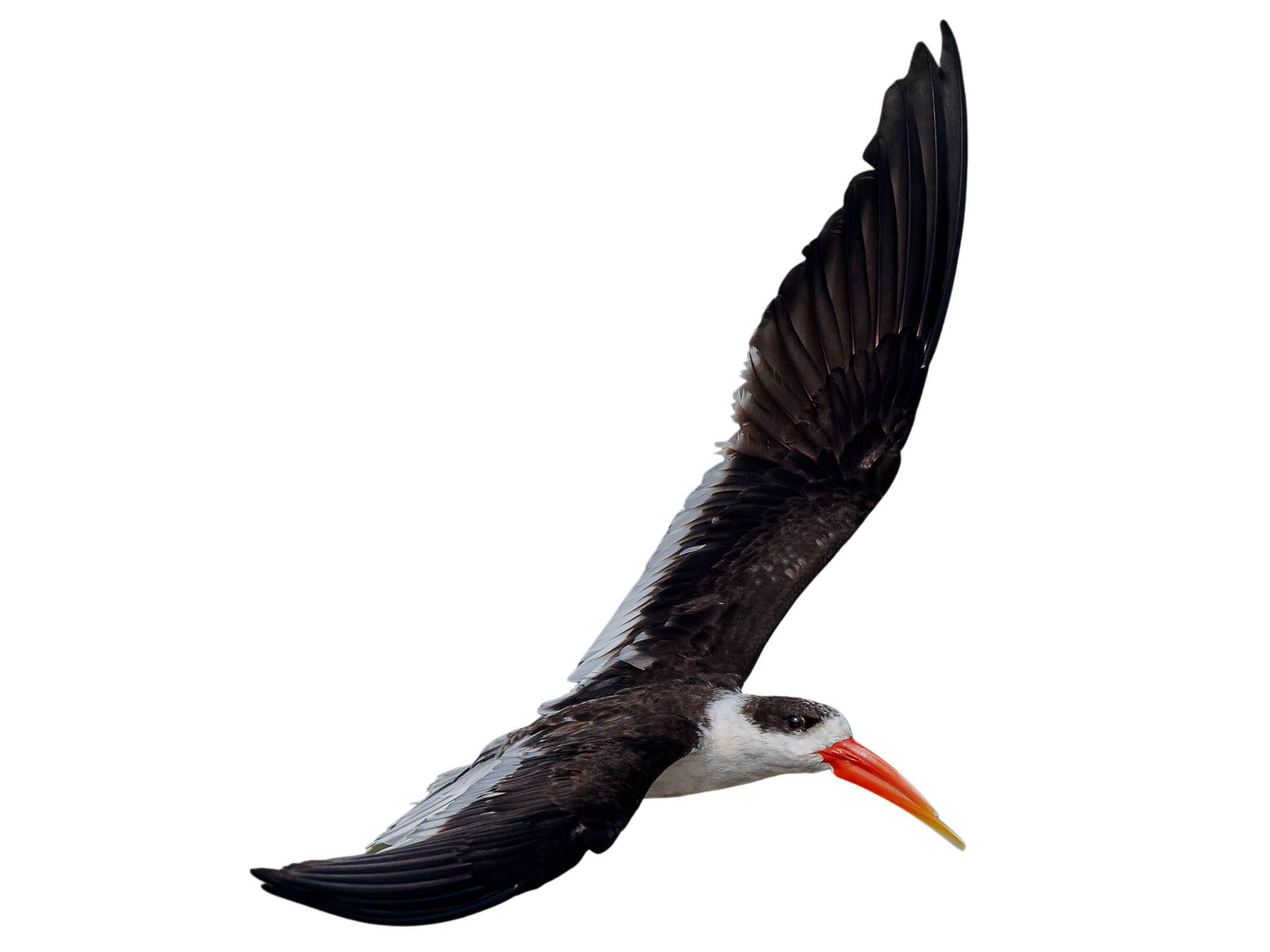 A photo of a Indian Skimmer (Rynchops albicollis)