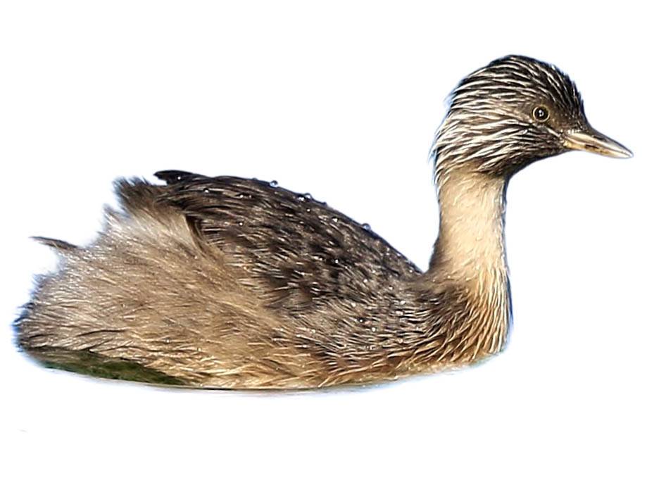 A photo of a Hoary-headed Grebe (Poliocephalus poliocephalus)