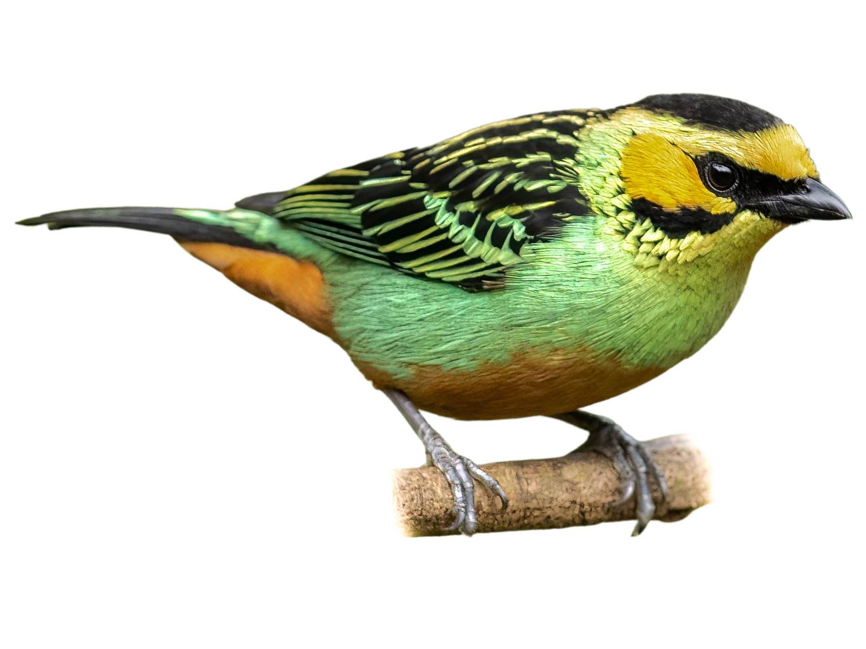 A photo of a Golden-eared Tanager (Tangara chrysotis)