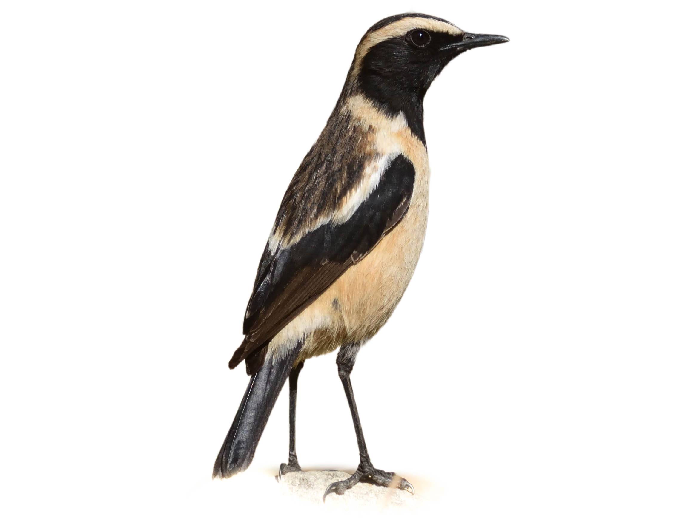A photo of a Buff-streaked Chat (Campicoloides bifasciatus), male