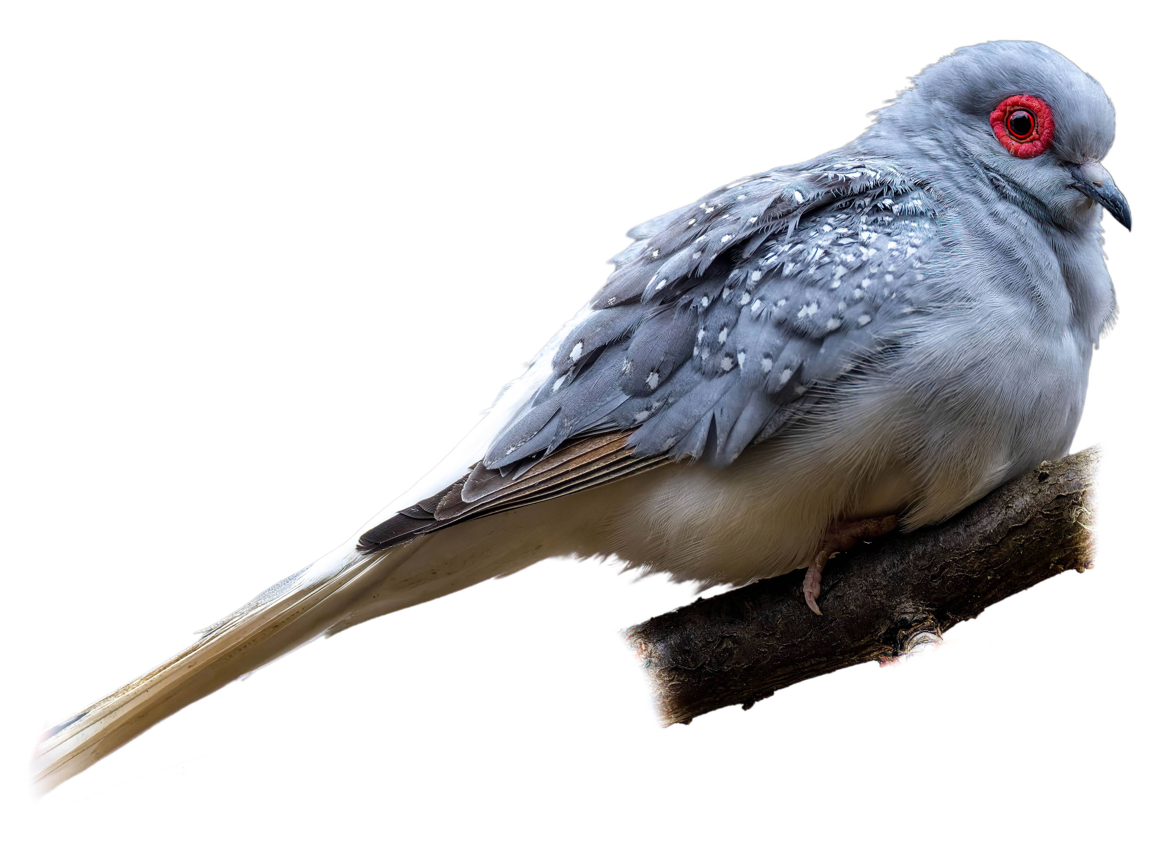 A photo of a Diamond Dove (Geopelia cuneata)