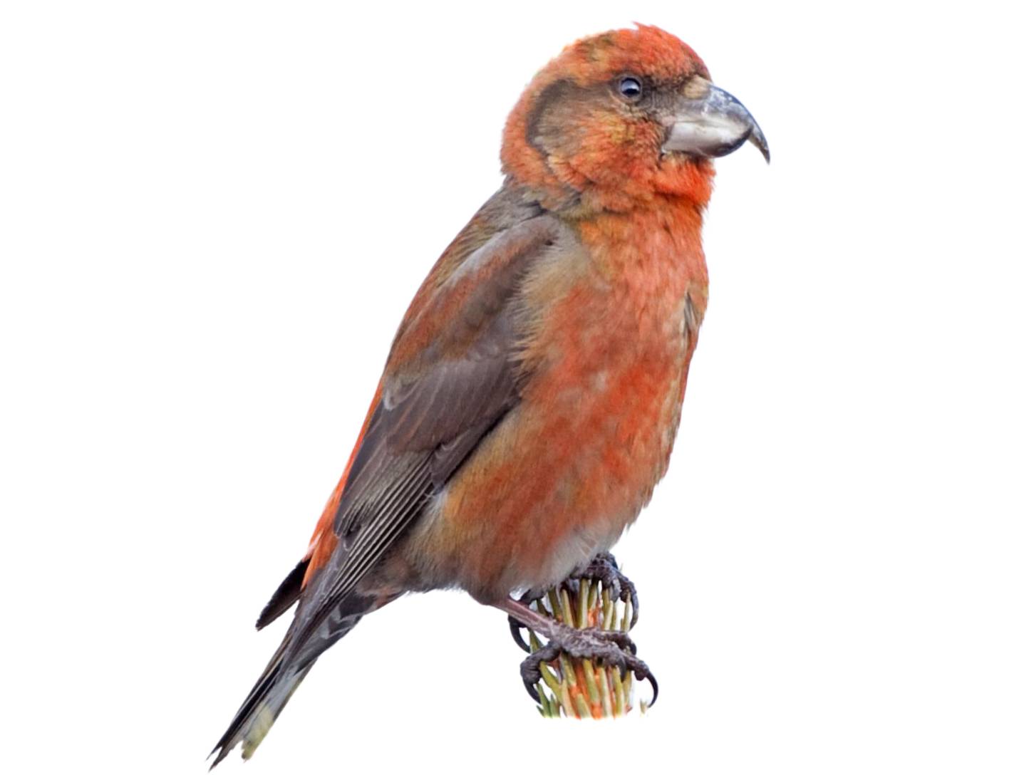 A photo of a Parrot Crossbill (Loxia pytyopsittacus), male