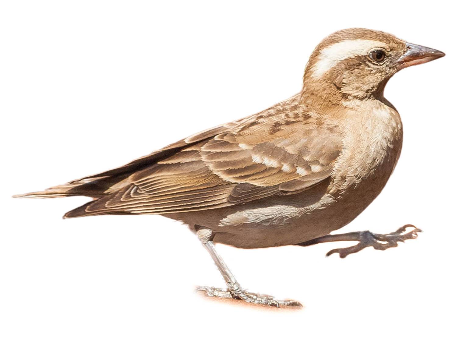 A photo of a Yellow-throated Bush Sparrow (Gymnoris superciliaris)